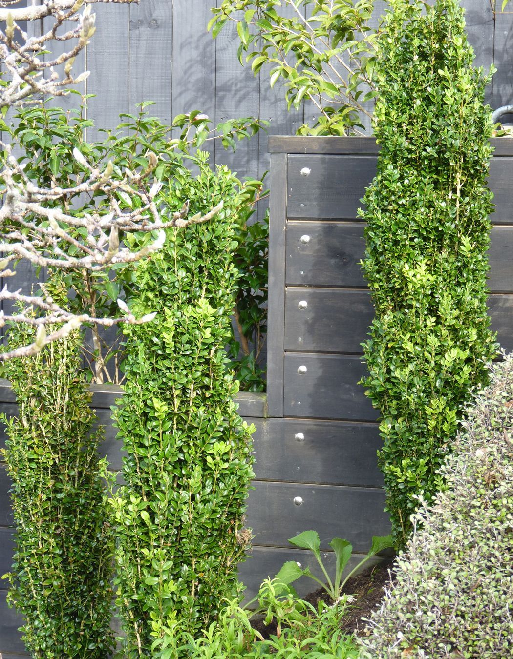 Planting on a slope, Buxus columns &amp; foxglves against  stepped retaining  wall detail, Kelburn
