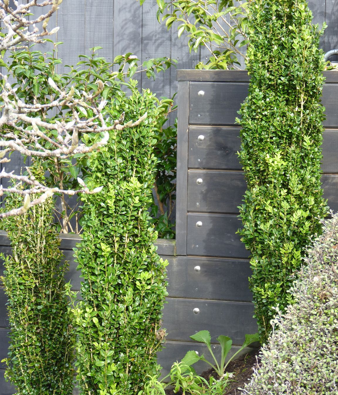 Planting on a slope, Buxus columns &amp; foxglves against  stepped retaining  wall detail, Kelburn