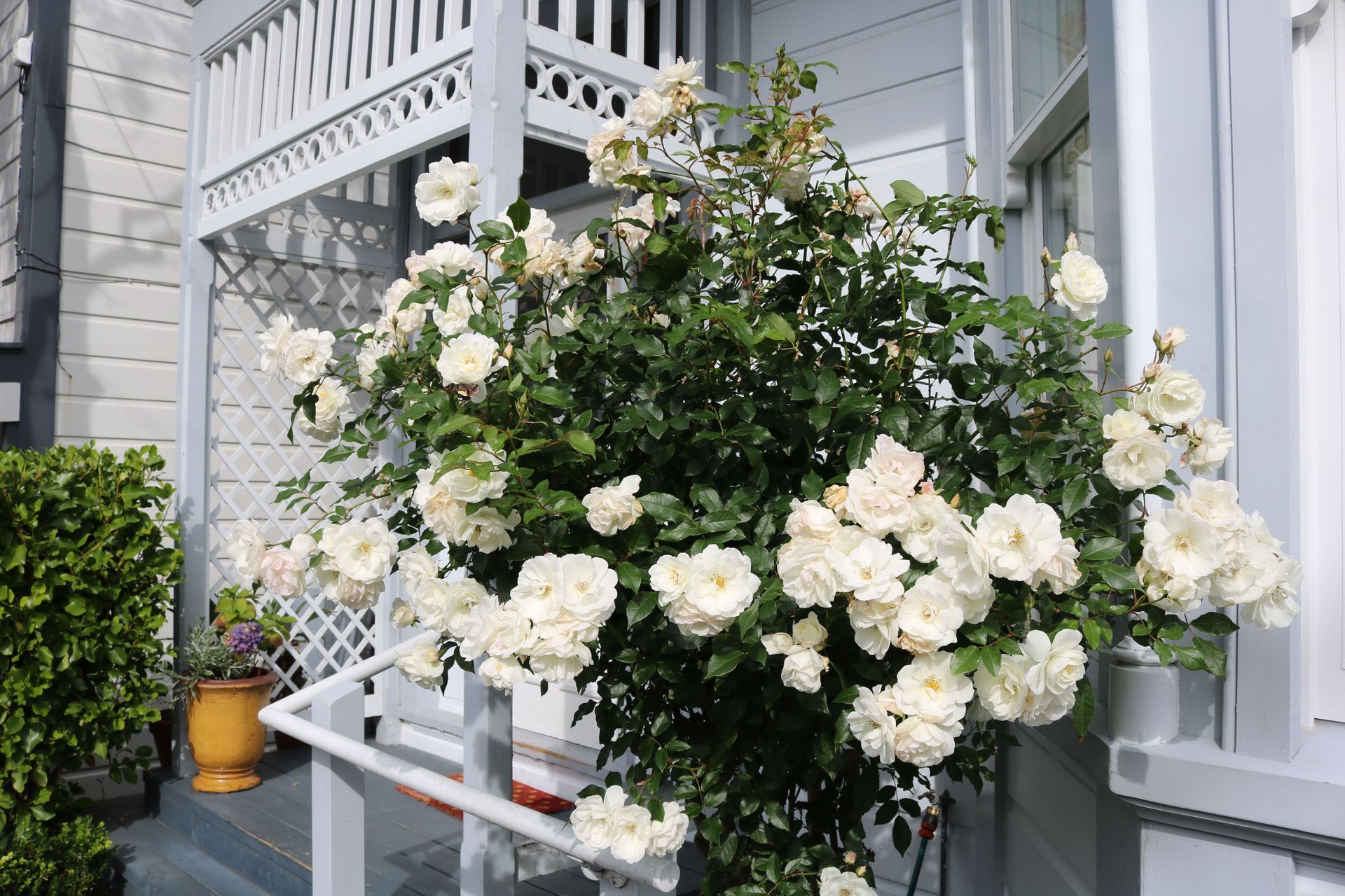 Beautiful blousey roses in a formal front garden courtyard, Mt Victoria.