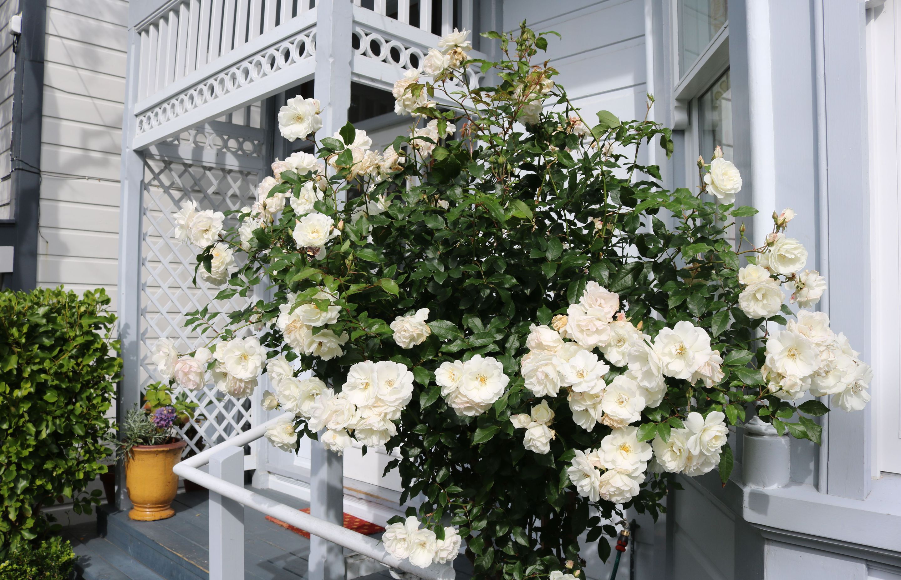 Beautiful blousey roses in a formal front garden courtyard, Mt Victoria.