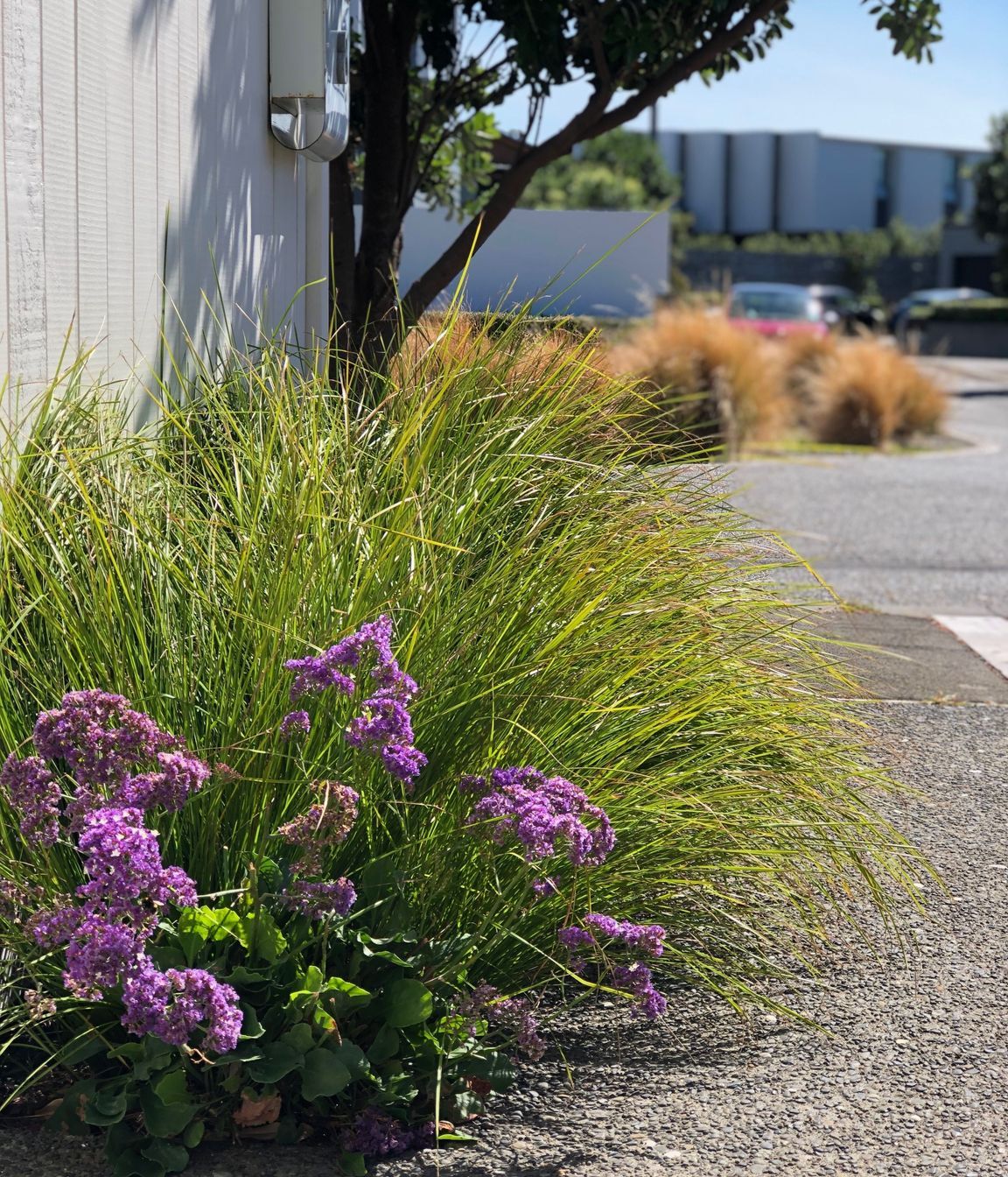 Coastal planting in Seatoun