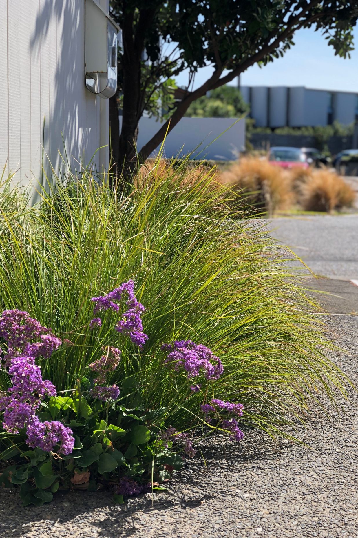 Coastal planting in Seatoun