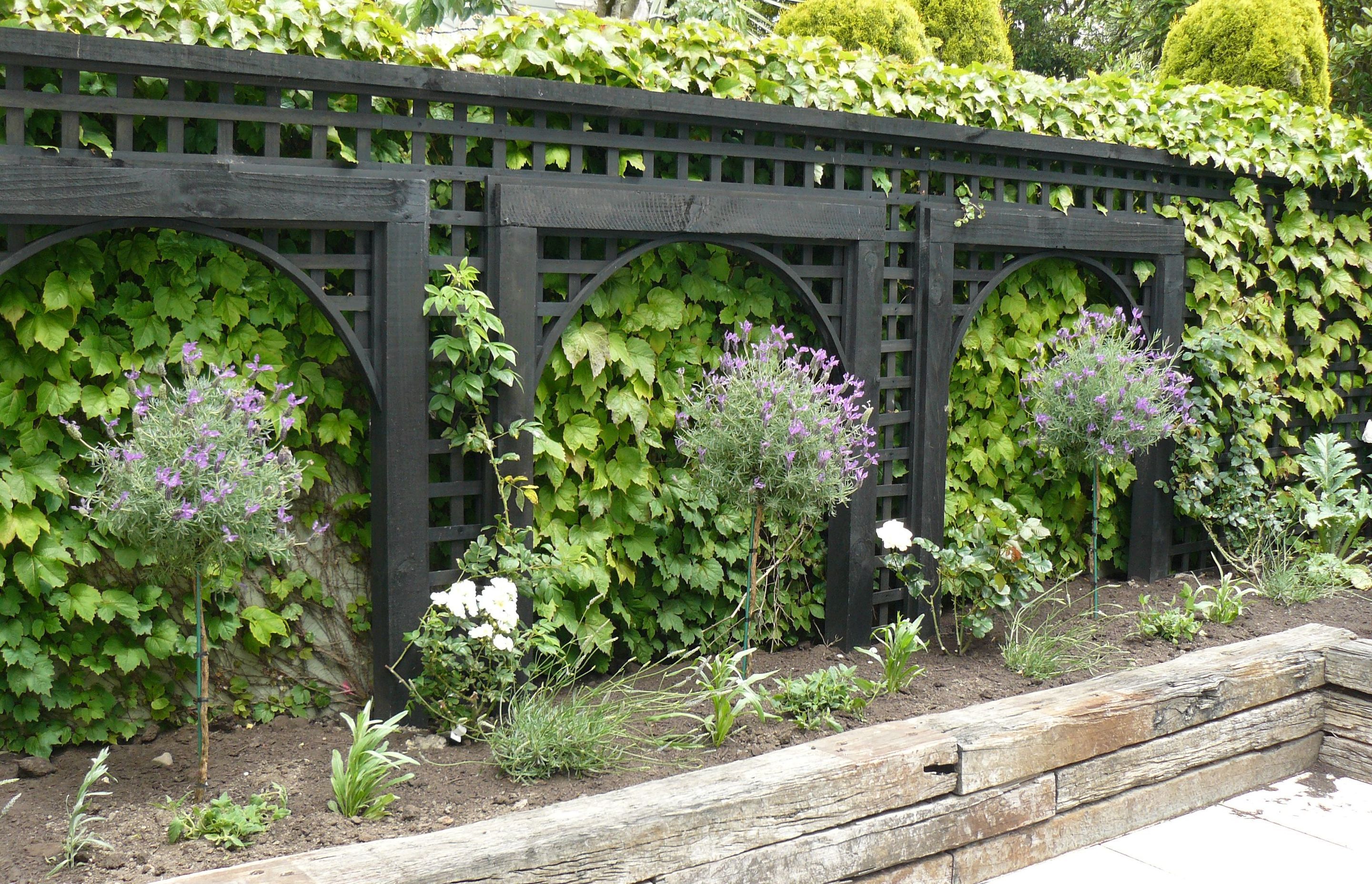 Lavender windows against a backdrop of Boston Ivy. Another apartment garden in Thorndon.