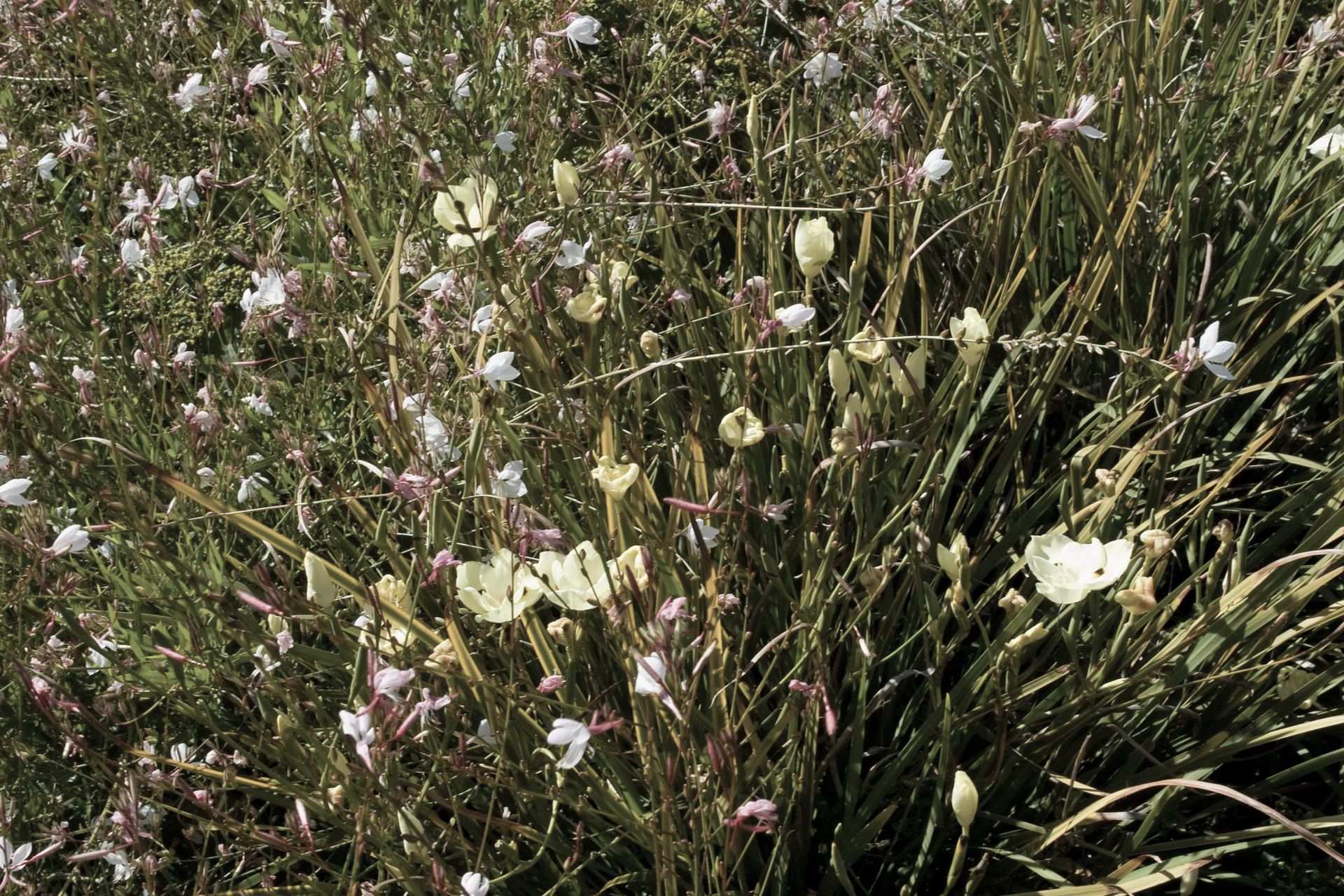 Detail of meadow planting with dietes and gaura