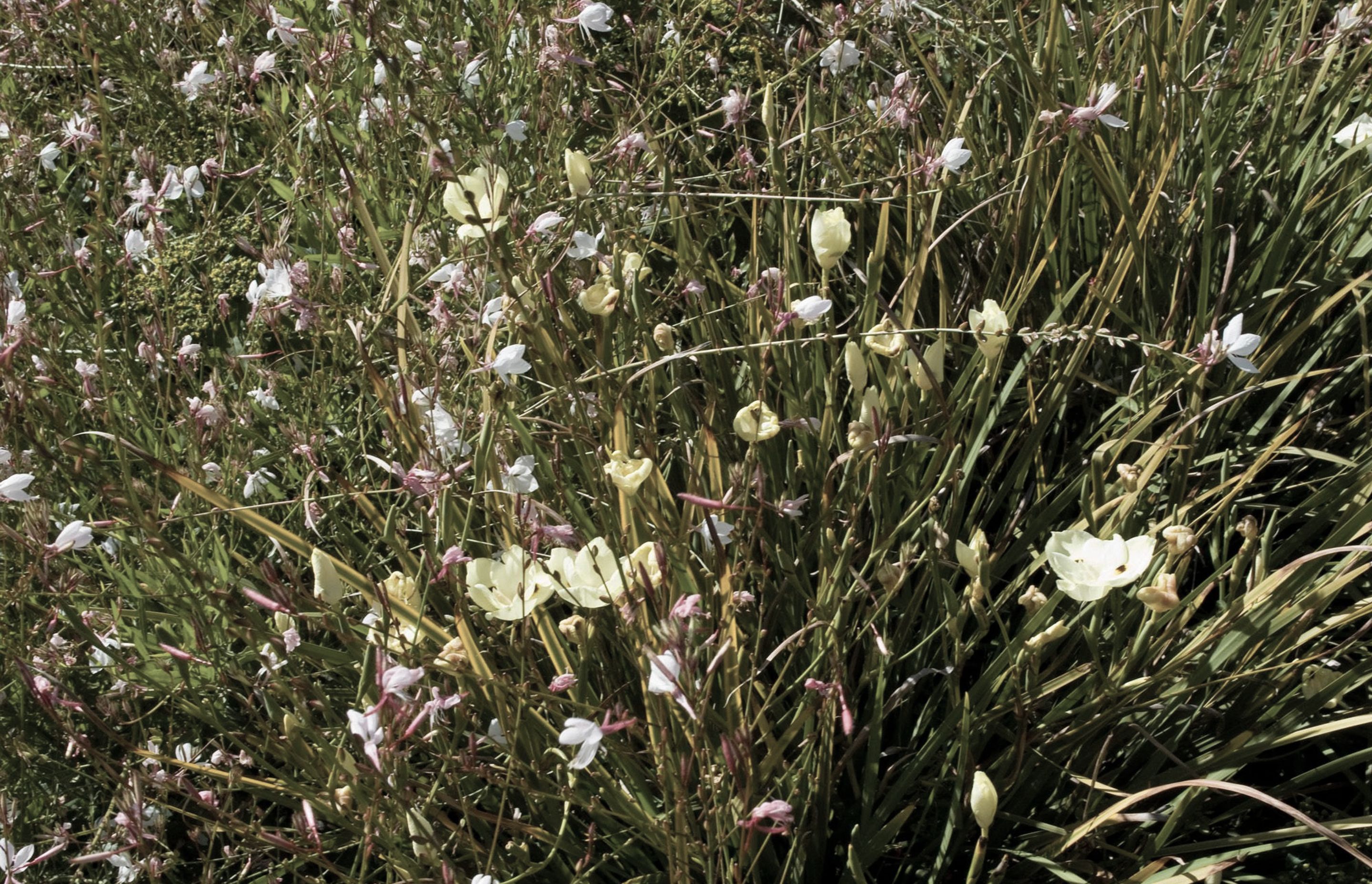 Detail of meadow planting with dietes and gaura