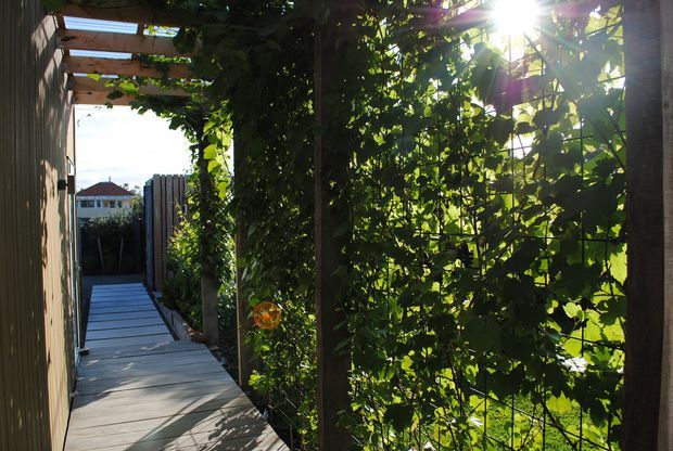A narrow outdoor walkway beside a timber-clad structure, with a timber pergola overhead and dense climbing greenery screening the right side. The path is surfaced with broad grey boards and leads toward a gated residential area, with strong sunlight filtering through the foliage.