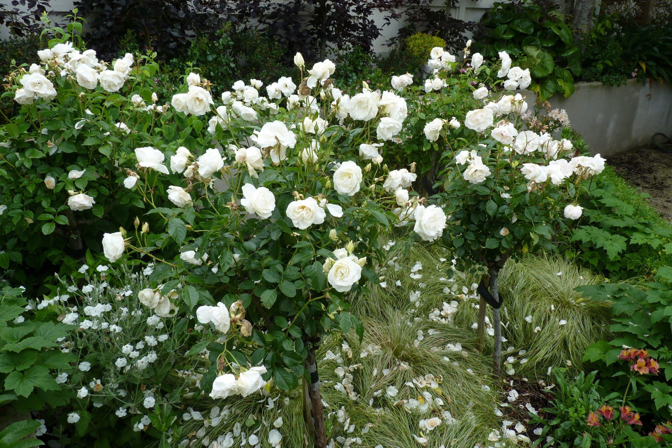 Roses underplanted with grasses