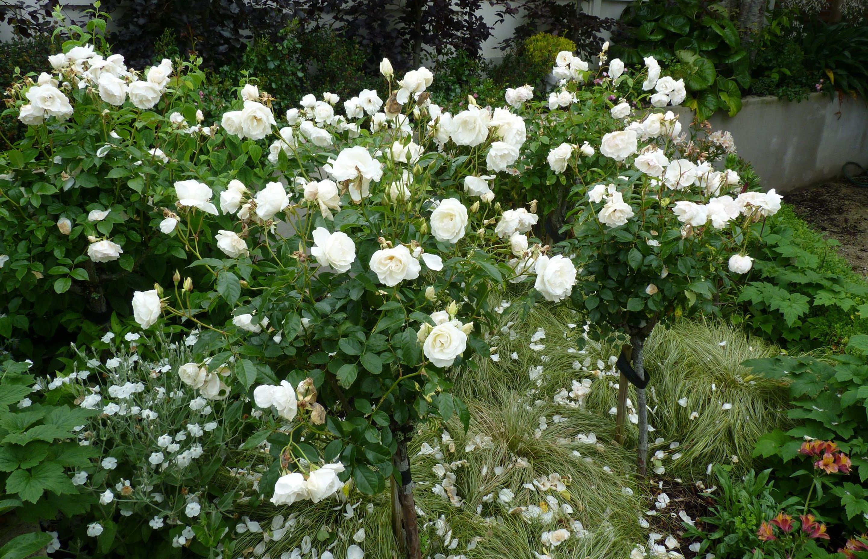 Roses underplanted with grasses