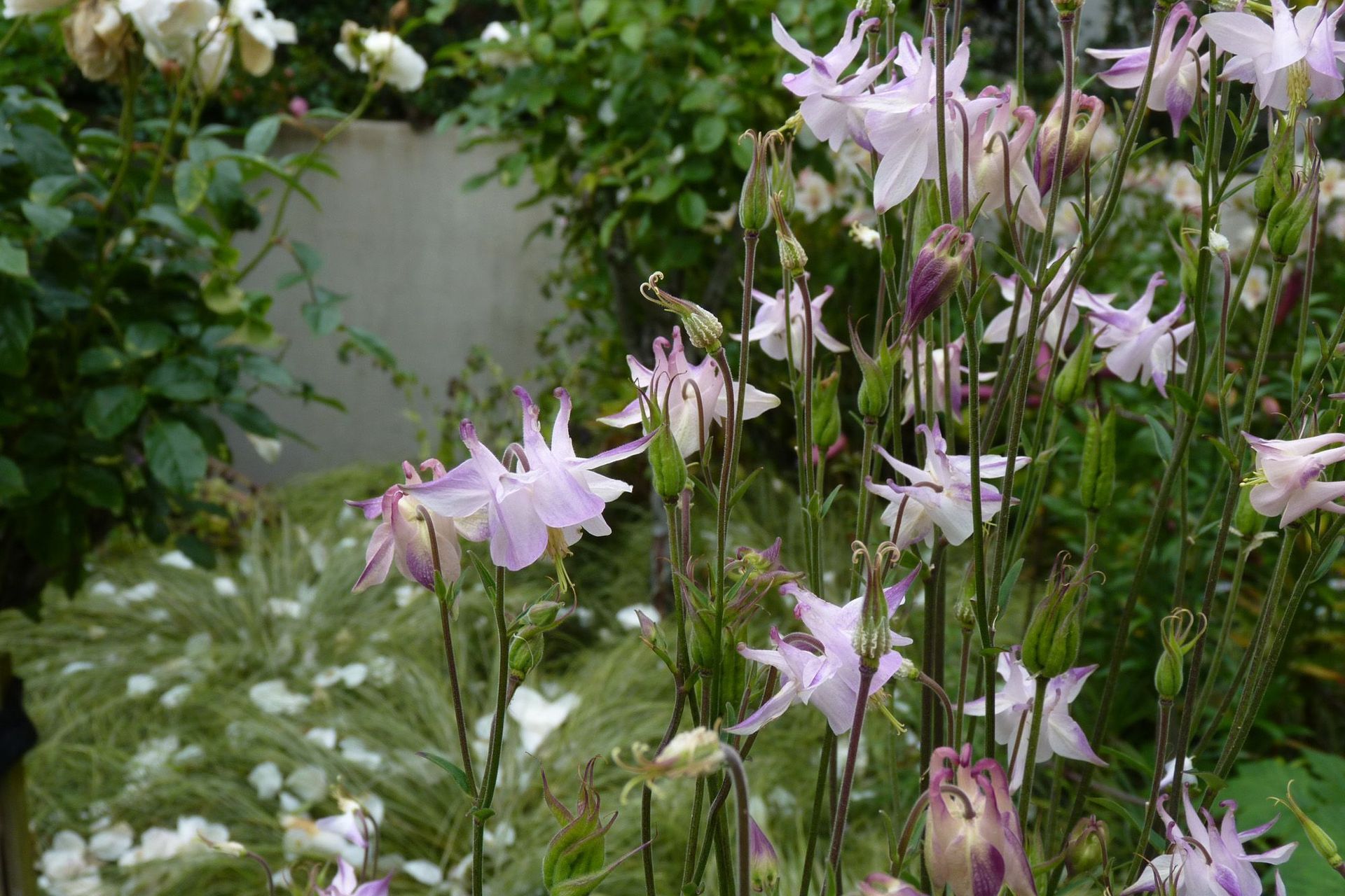 Aquilegias