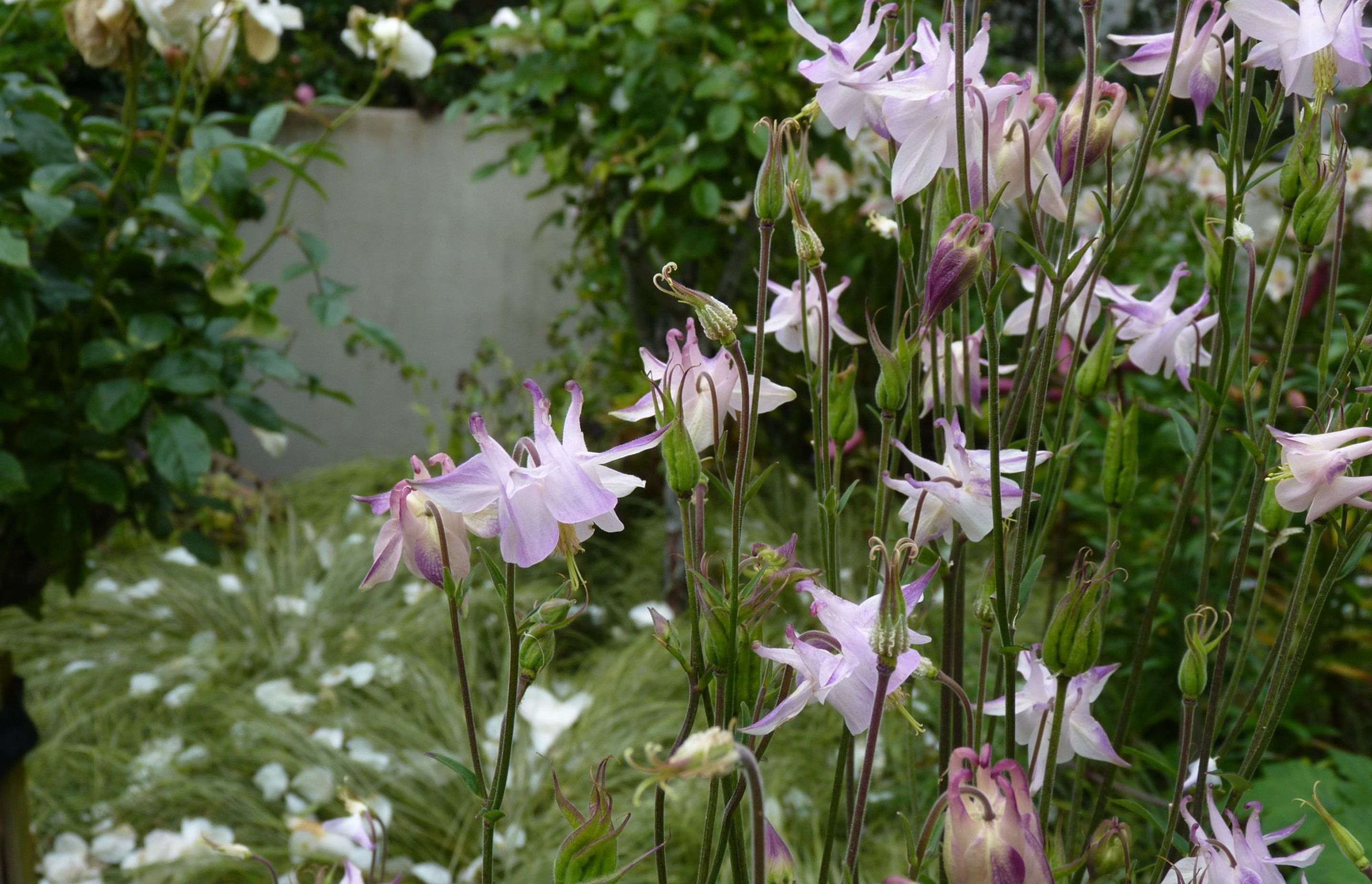 Aquilegias