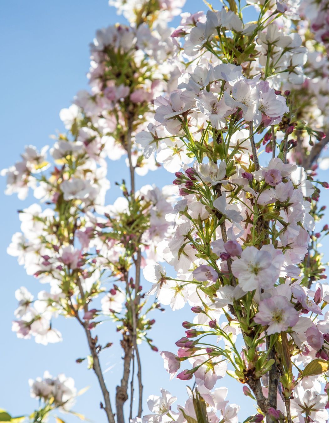 Gorgeous flowering cherry blossom