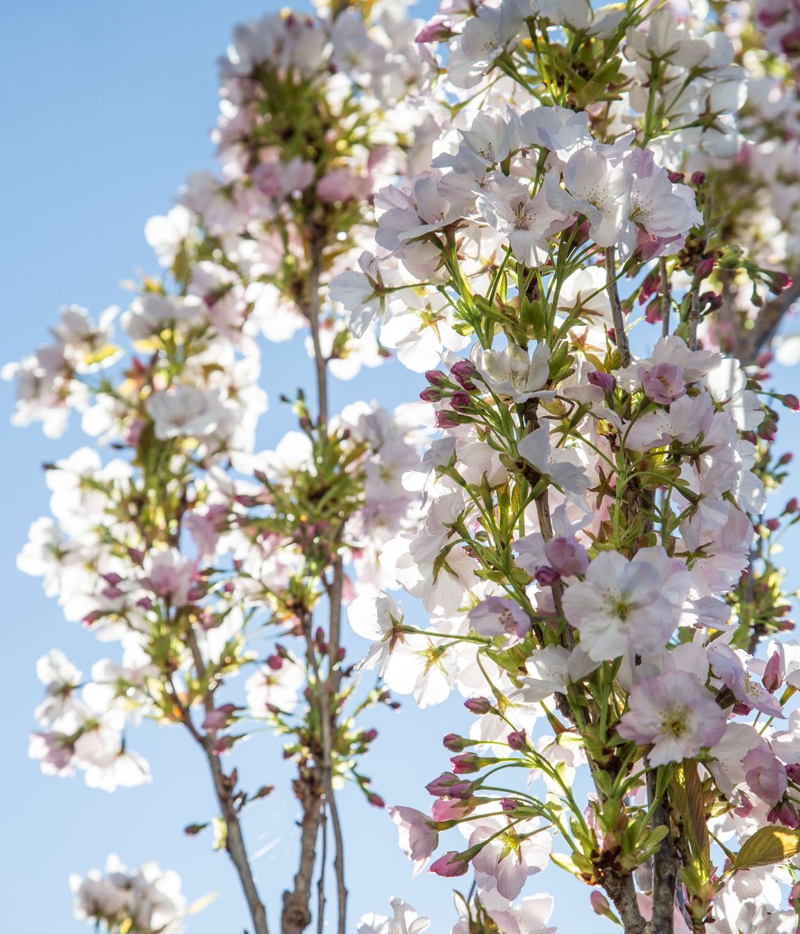 Gorgeous flowering cherry blossom