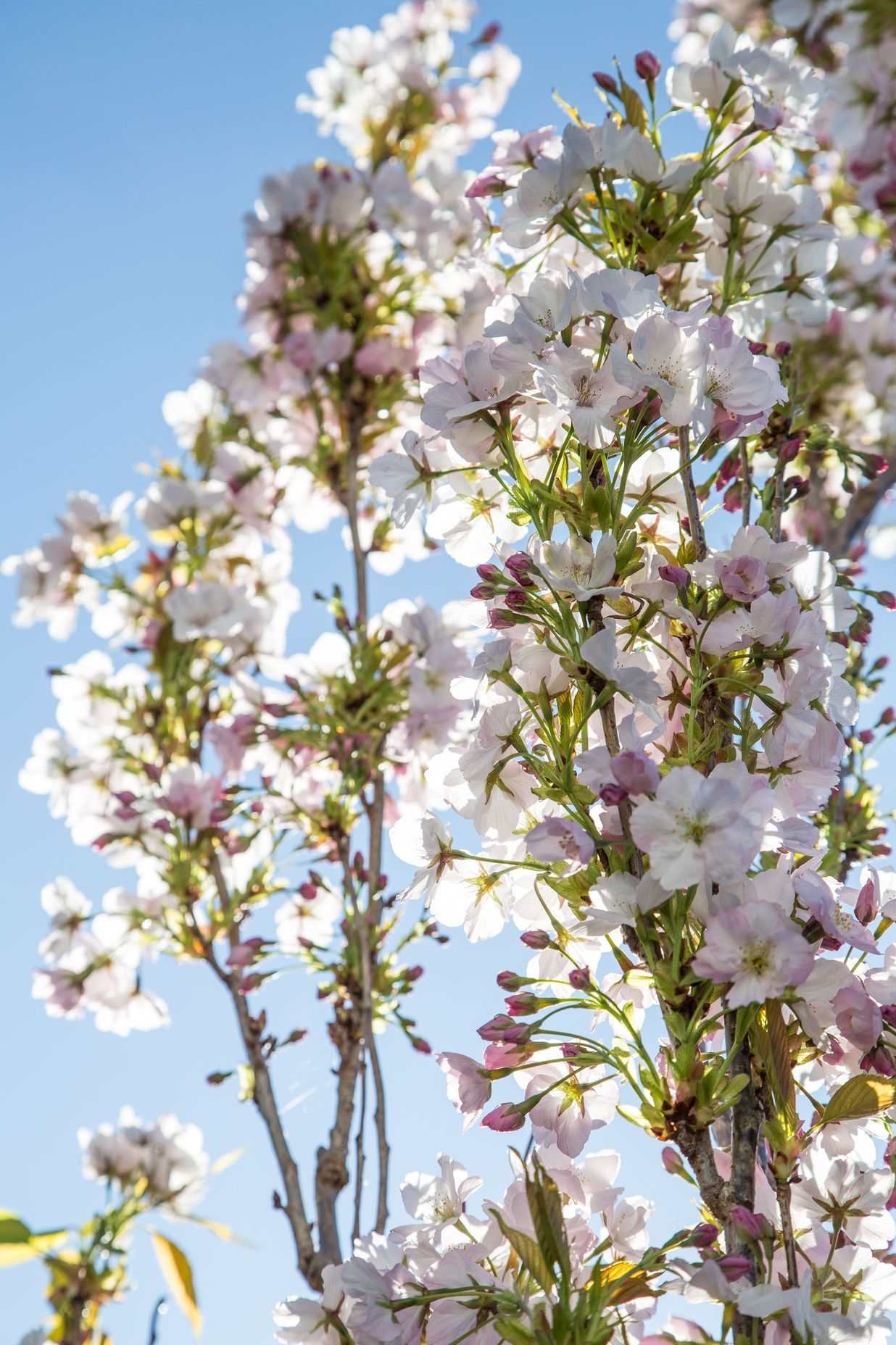 Gorgeous flowering cherry blossom