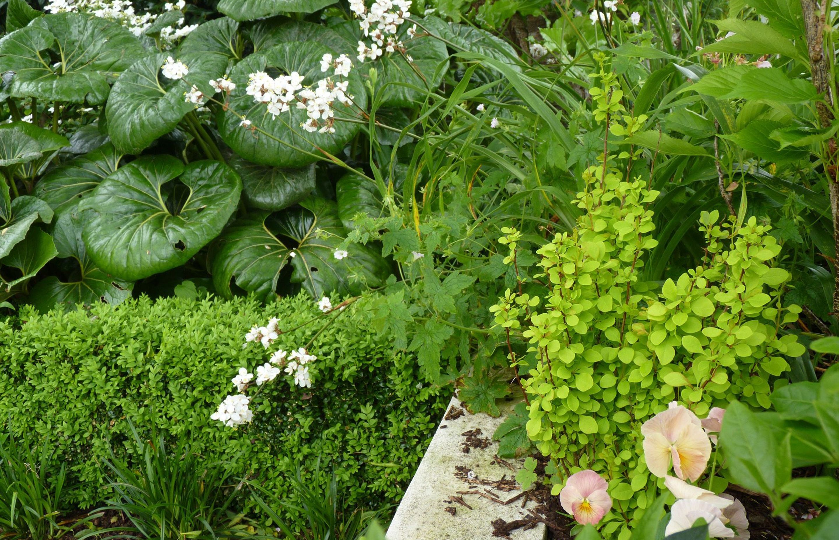 Foliage colours and textores