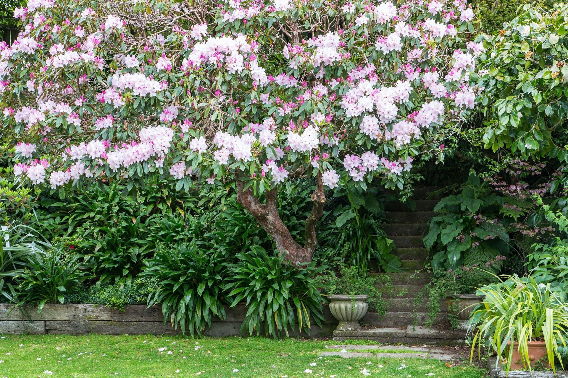 We rebuilt & squared off the retaining, added pavers in the grass, and planted out the steep clay bank under the magnificent rhododendron