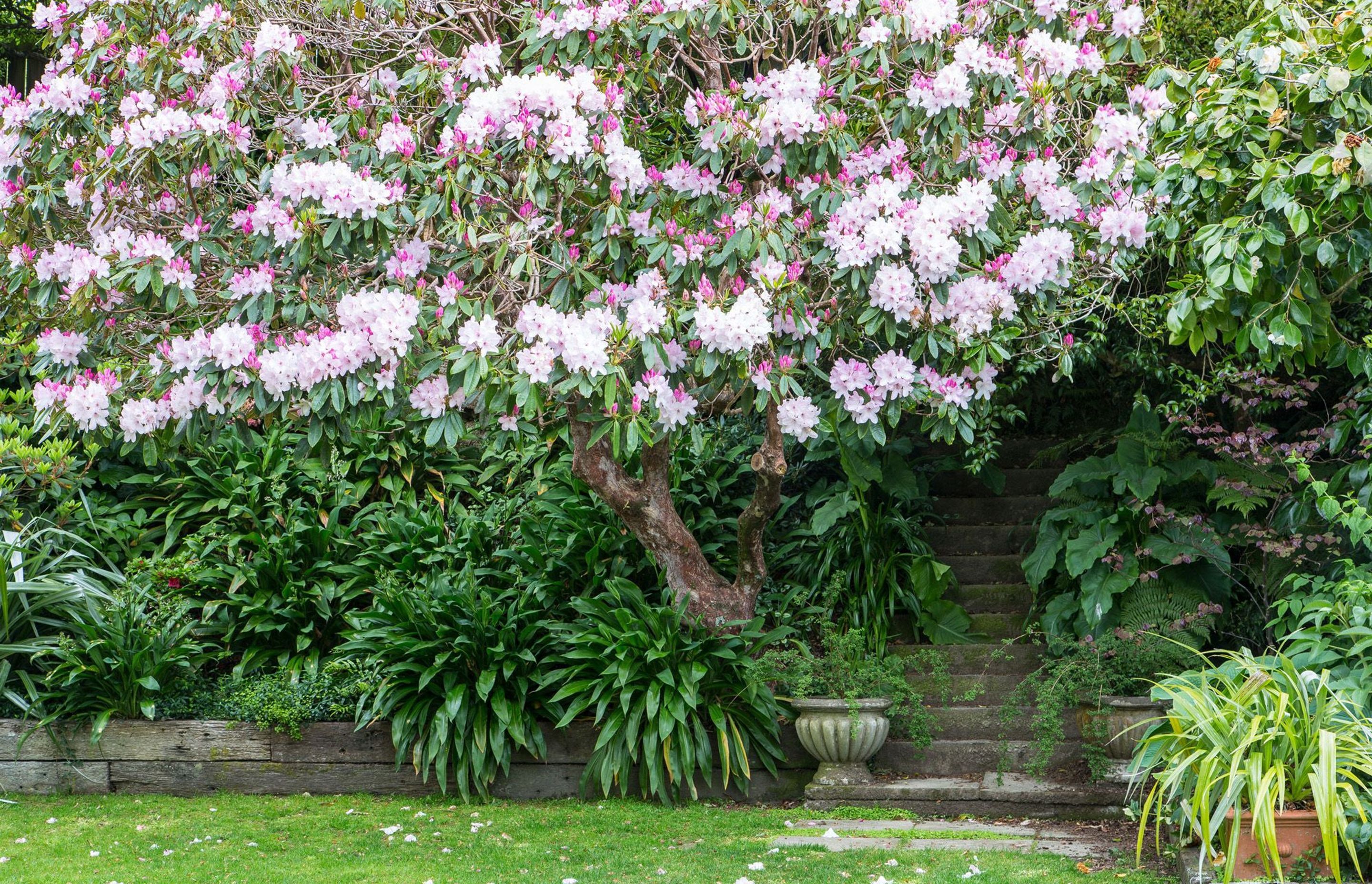 We rebuilt & squared off the retaining, added pavers in the grass, and planted out the steep clay bank under the magnificent rhododendron