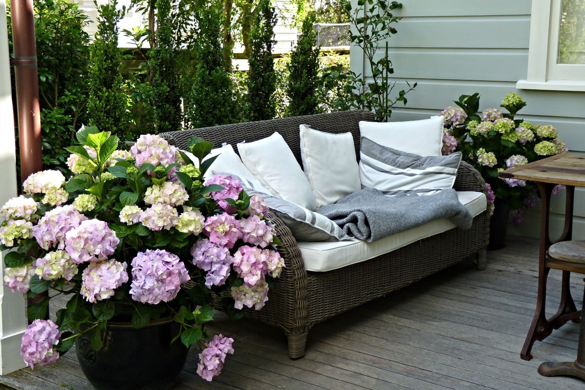 Beautiful Hydrangea Viking in pots