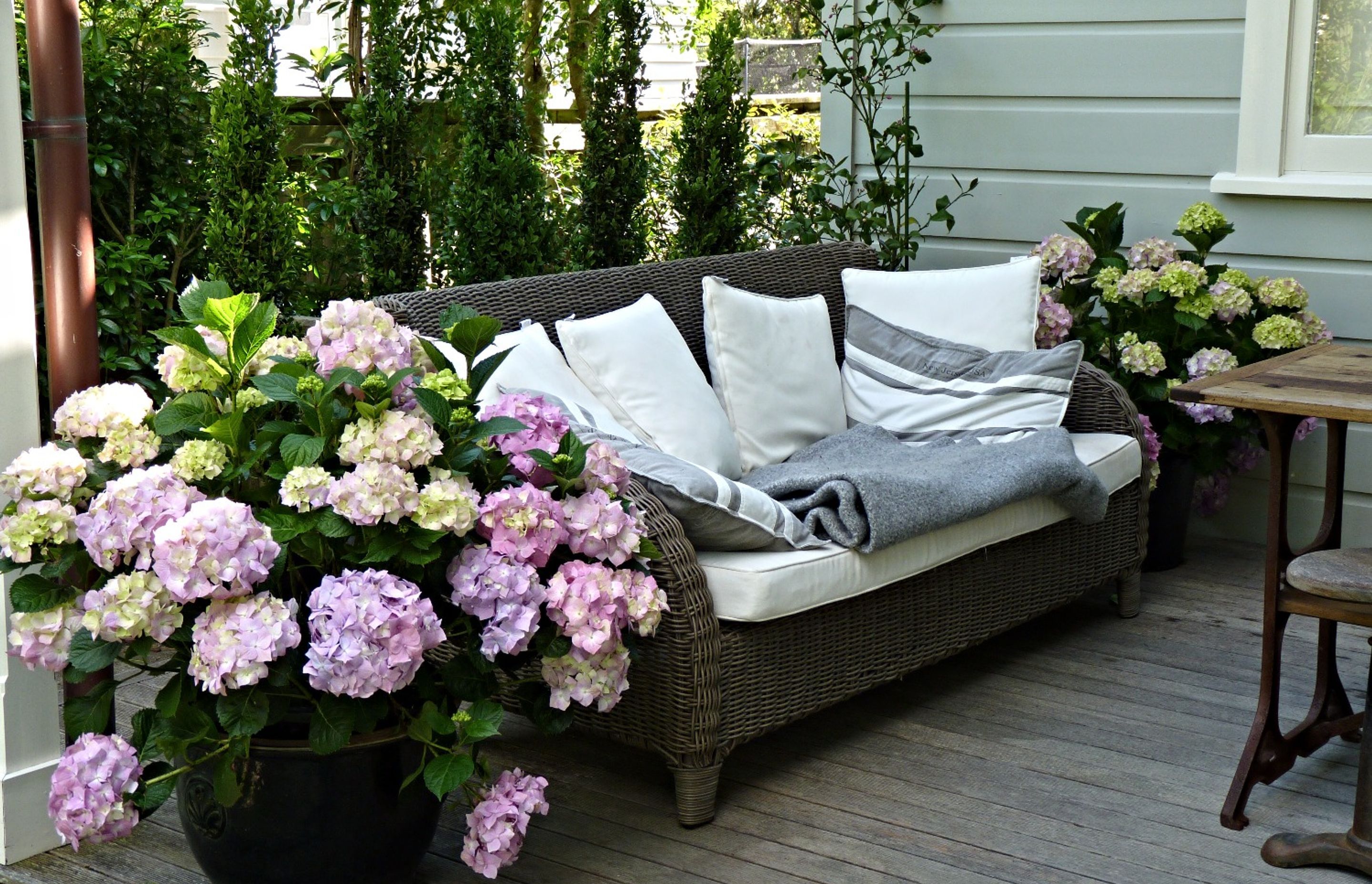 Beautiful Hydrangea Viking in pots