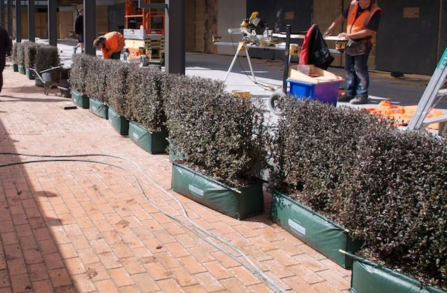Instant Hedges for Commercial, Civic And Hospitality Projects