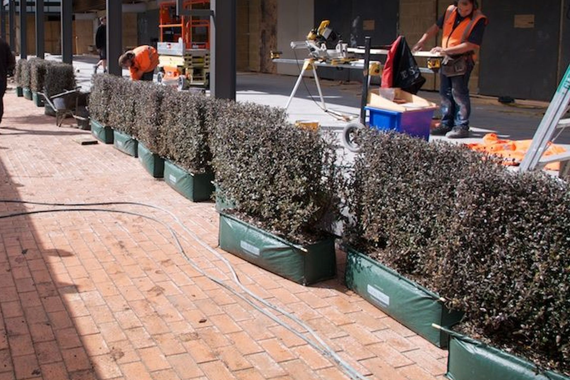 THE PROCESS - Living Walls™ instant hedges, ready to install into planter boxes.