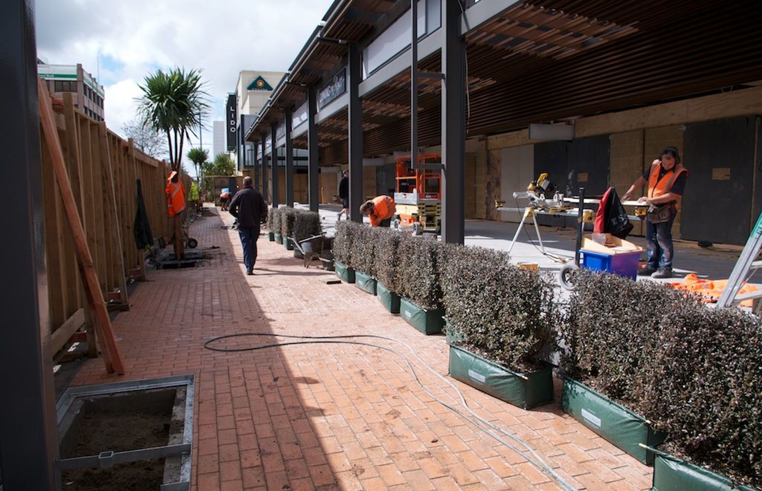 Corokia 'Frosted Chocolate' instant hedges, ready to install in planter boxes.
