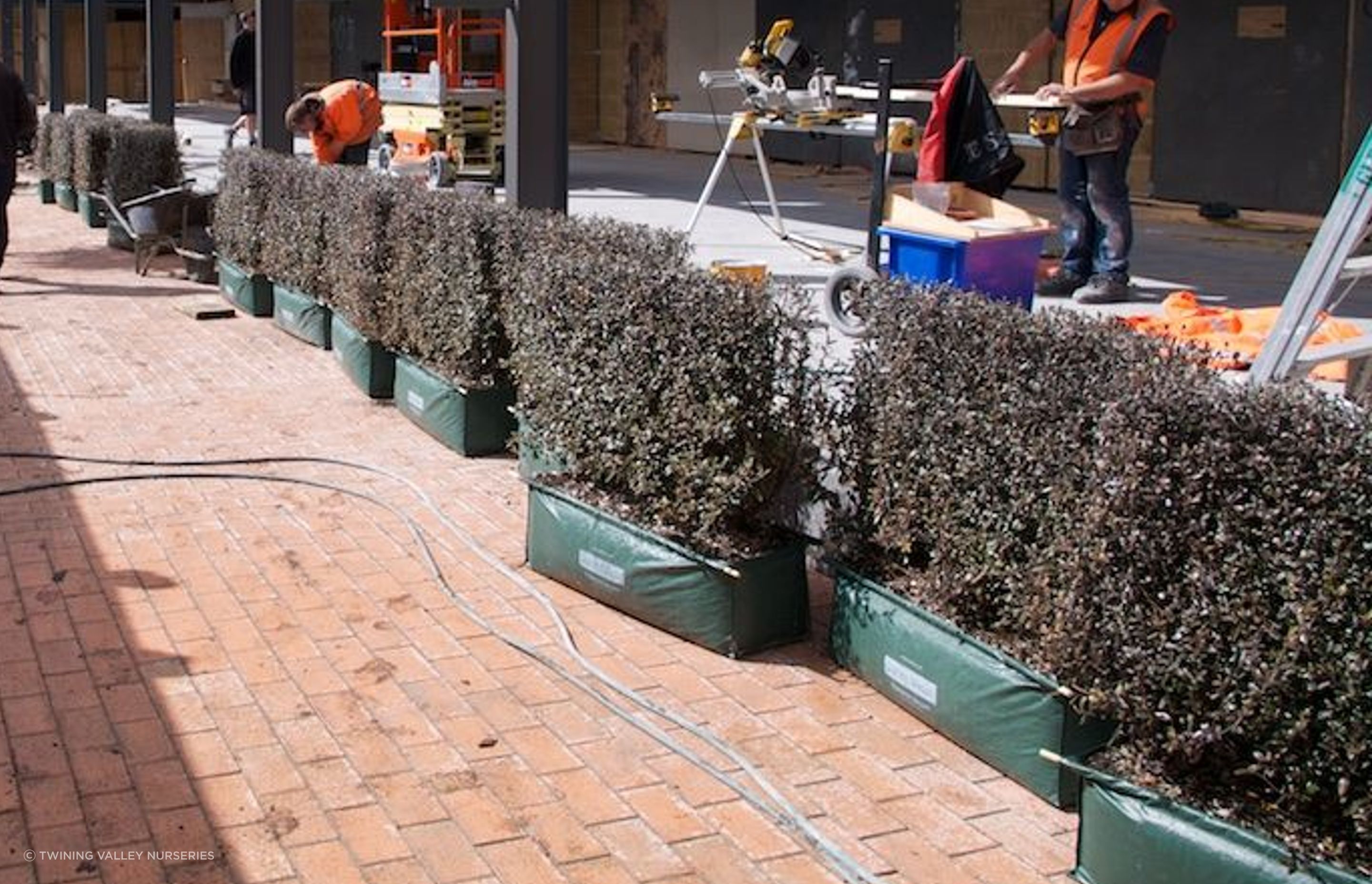 Instant hedges, ready to install in planter boxes.