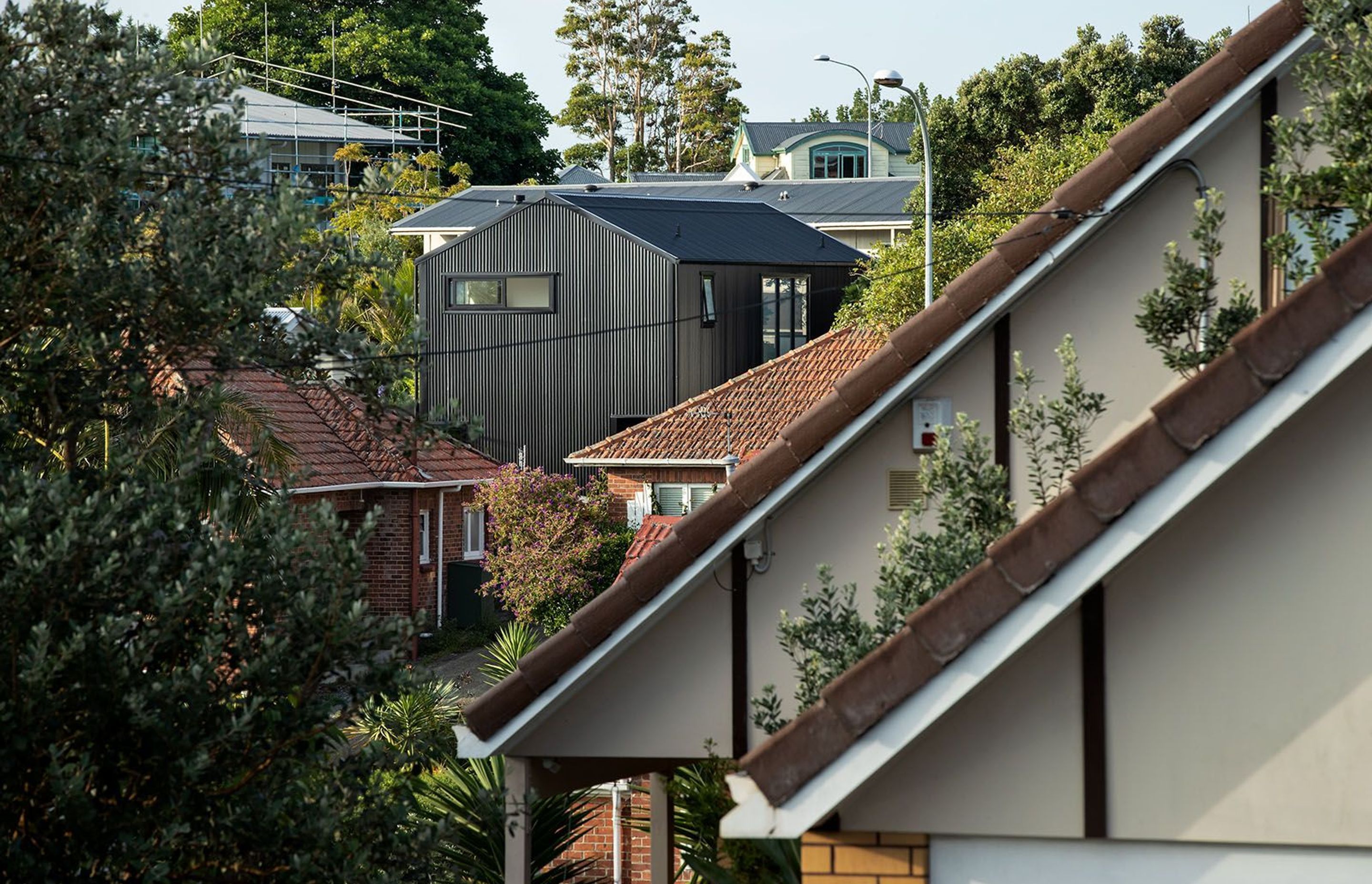 Blackbird amid its dense urban setting of different house styles.