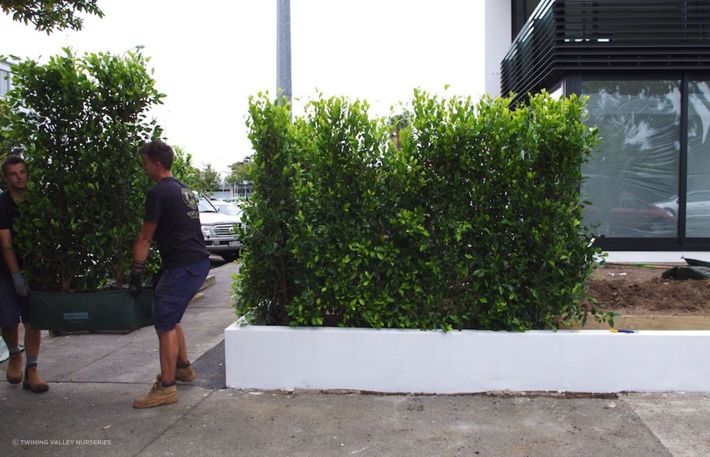 Two strong landscapers moving the hedge into place.
