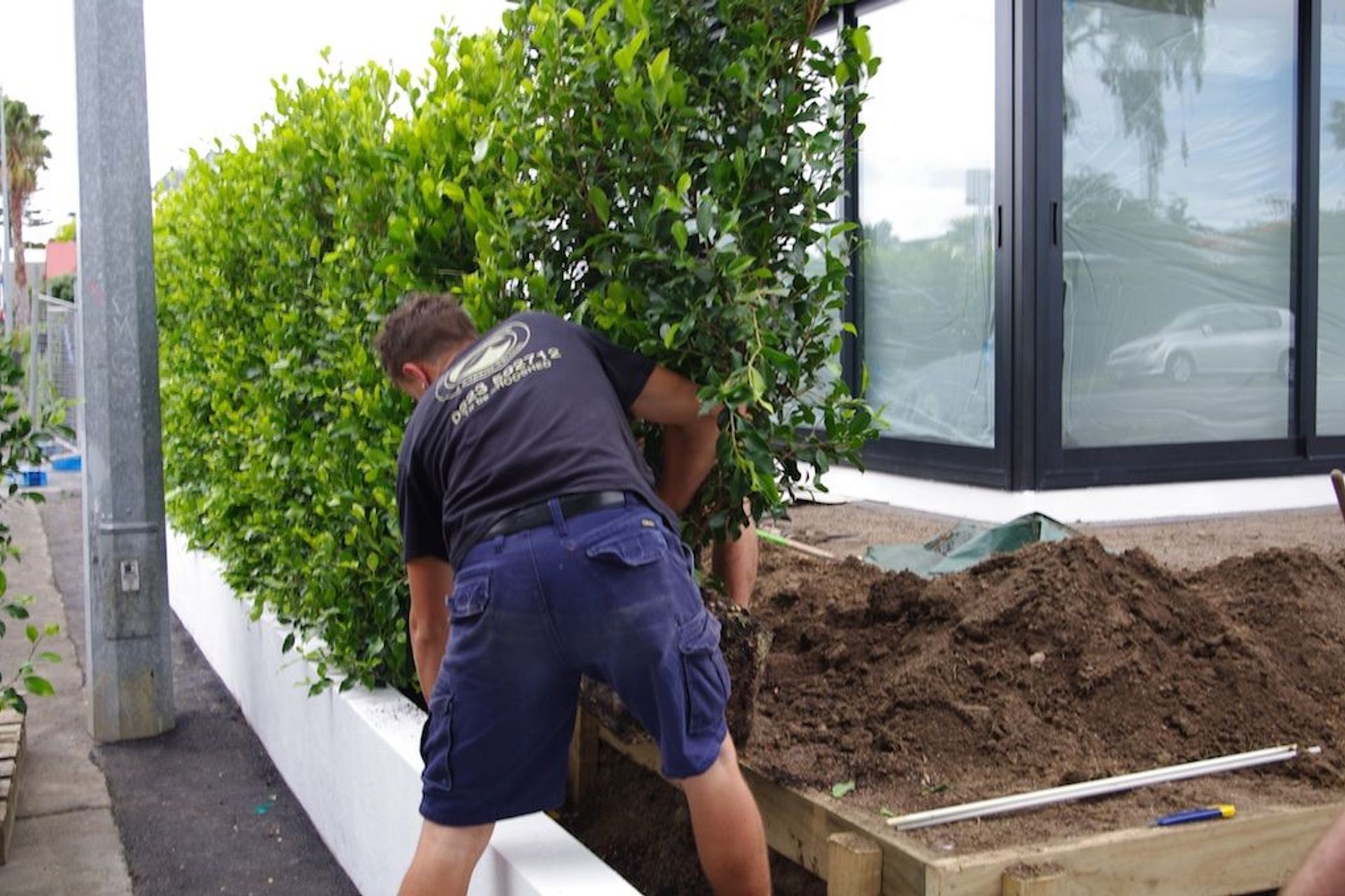 Hedge installation in full swing. Remove hedge from bag and set in place. Note that the timber framework is a mowing strip. Please see FAQs below.