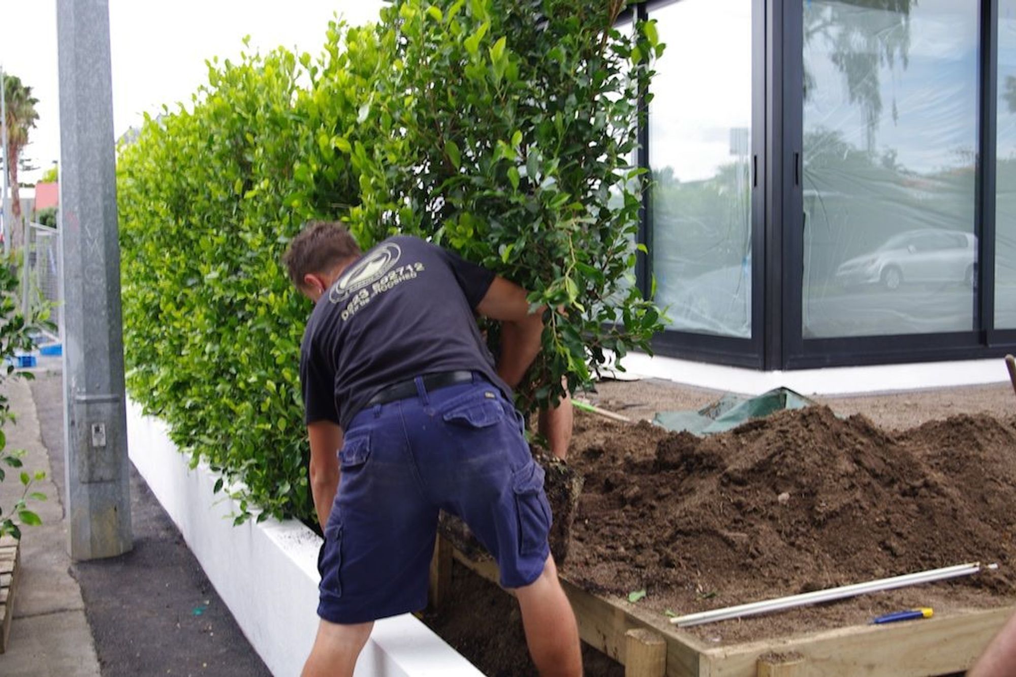 Hedge installation in full swing. Remove hedge from bag and set in place.