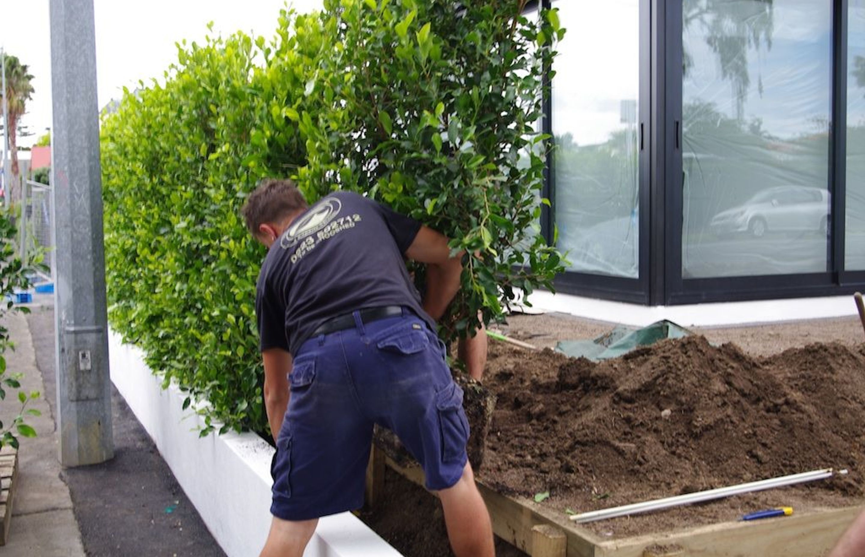 Hedge installation in full swing