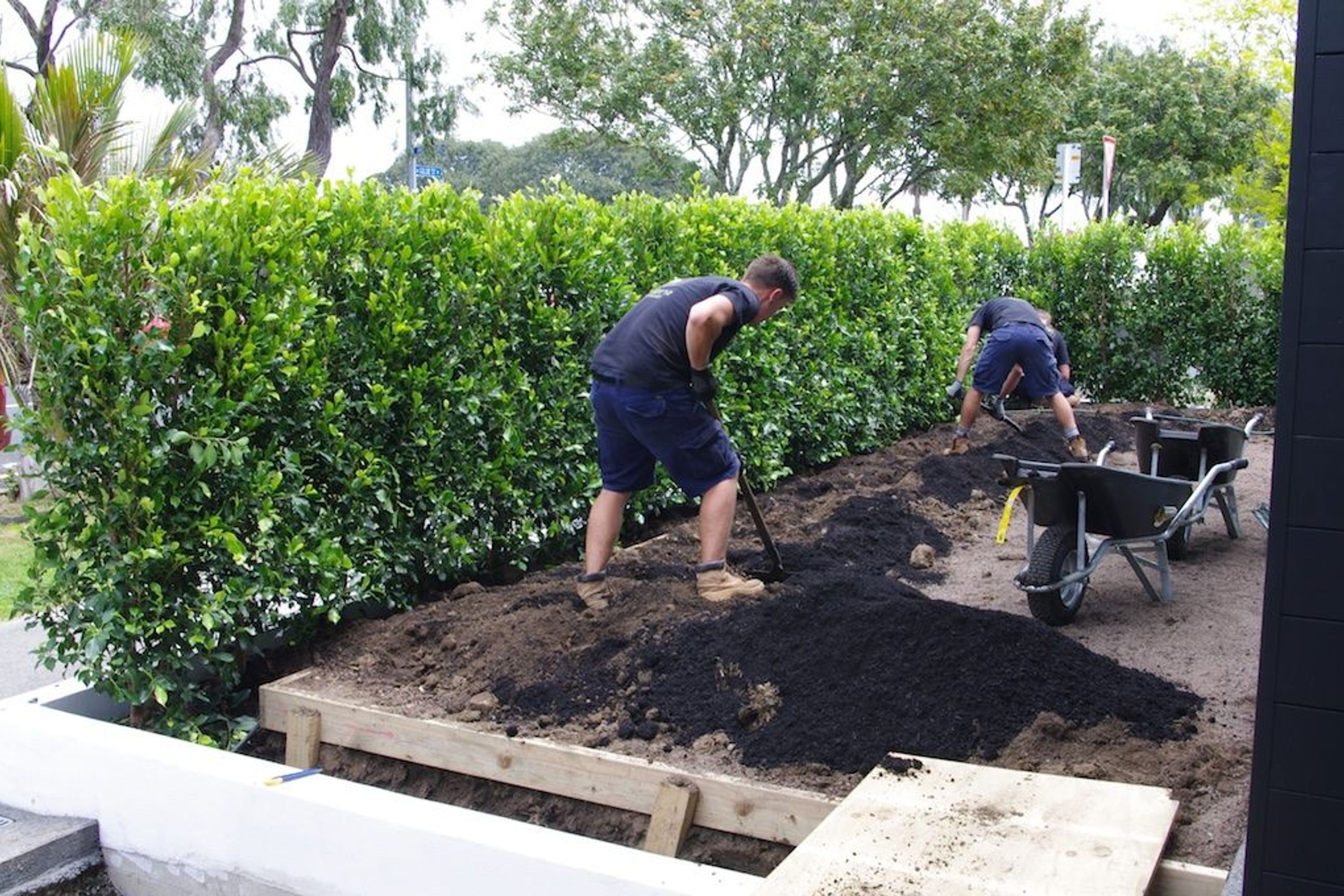 Backfilling with soil once the hedge units are in place.
