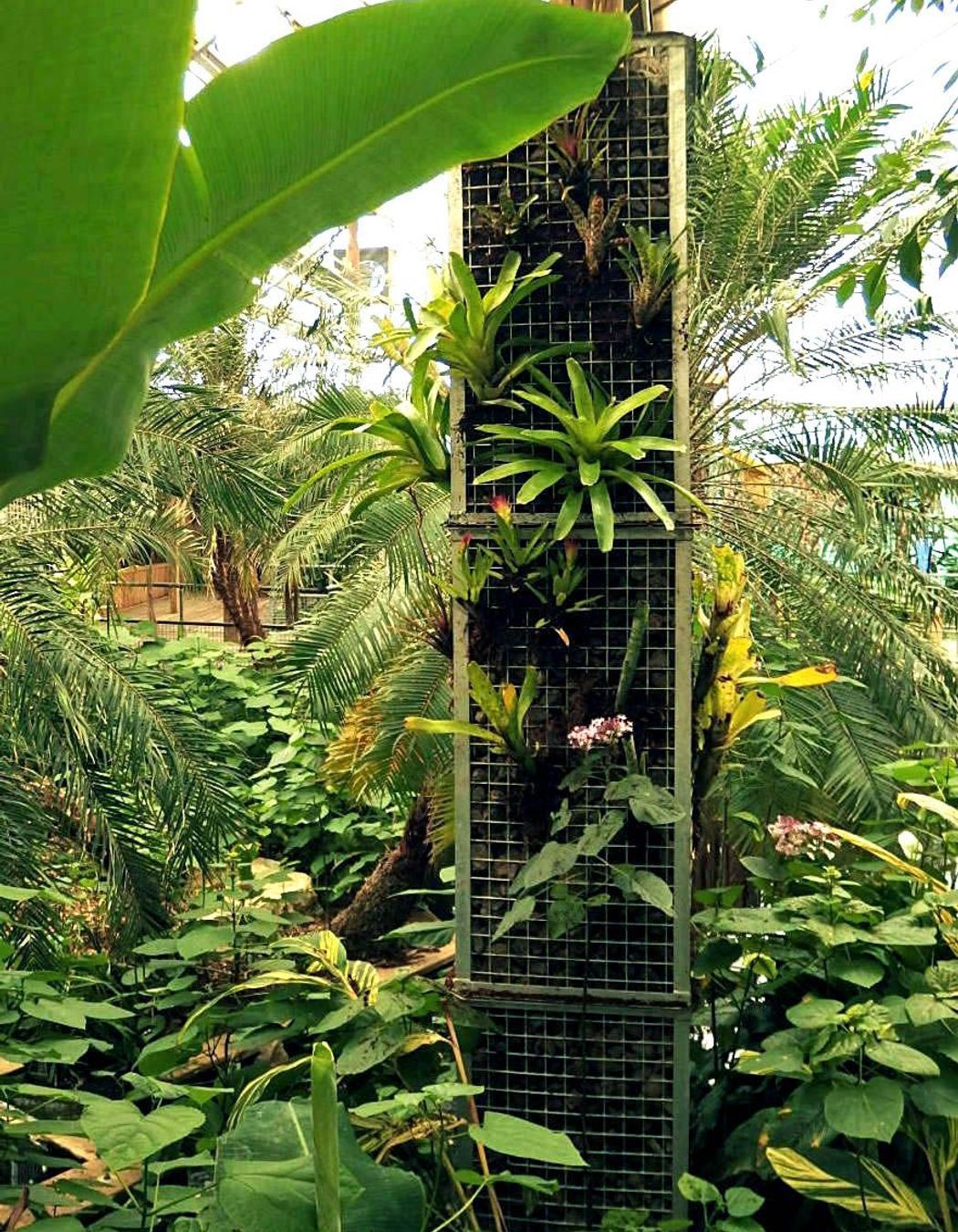 Tropical bromeliads are well suited to the hot and humid atmosphere within the house