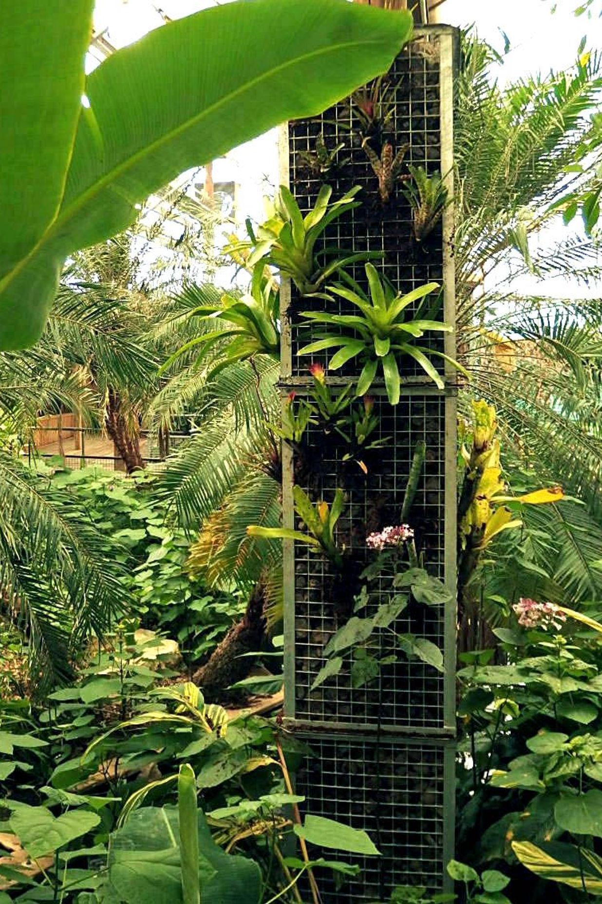 Tropical bromeliads are well suited to the hot and humid atmosphere within the house