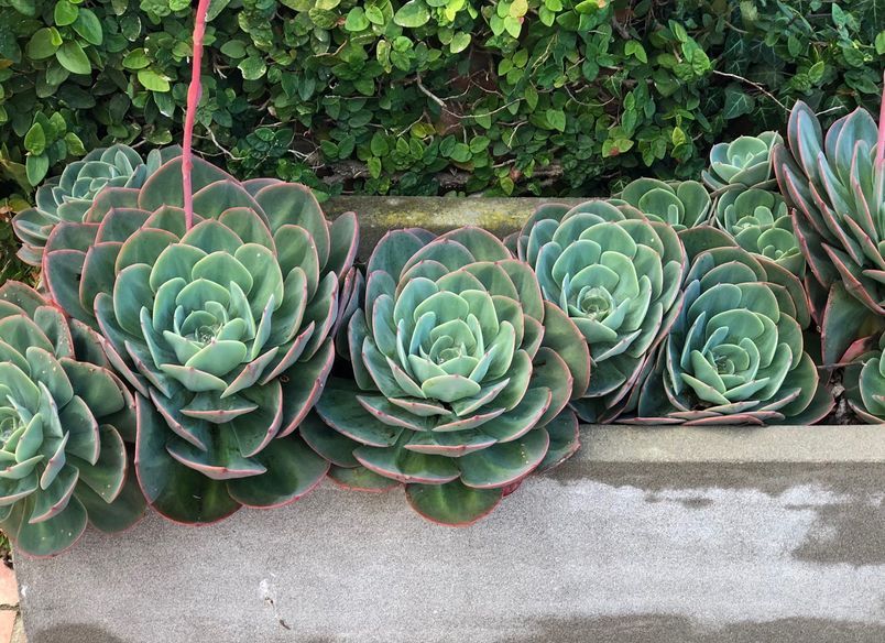 Clive: an enchanted garden