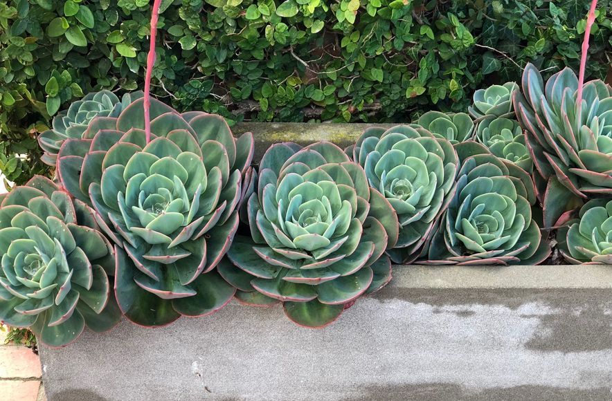 Clive: an enchanted garden