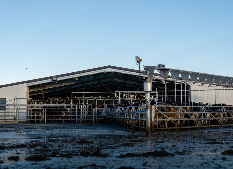 Cowshed, Christchurch