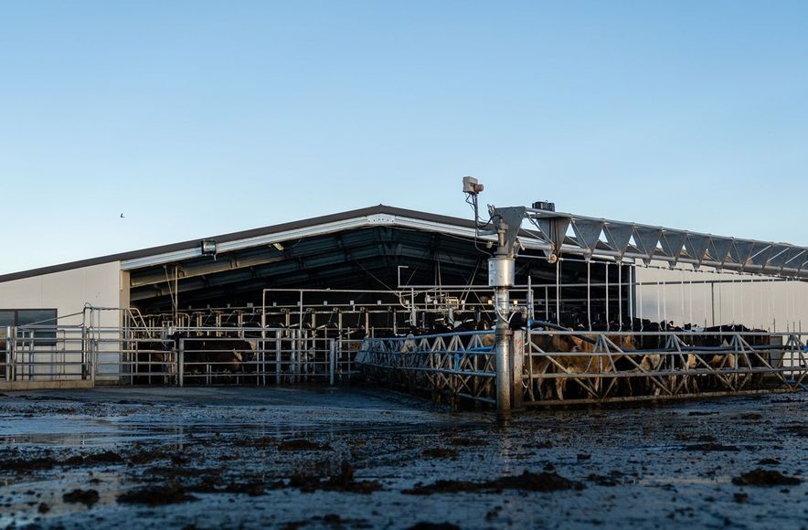 Cowshed, Christchurch