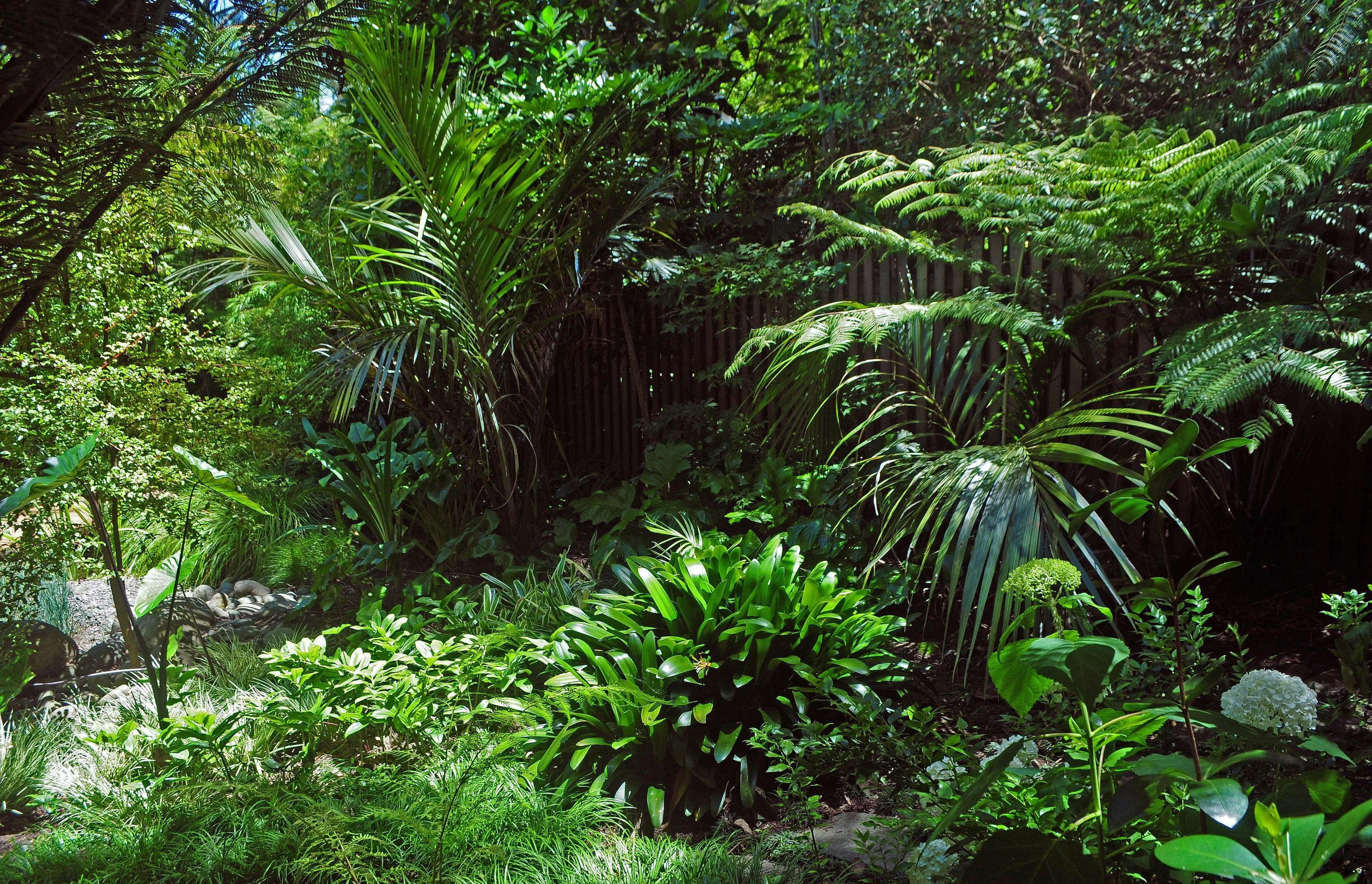 The glades around the house become a woodland garden, combining native ferns, nikau, sedges and exotic perennials and shrubs.