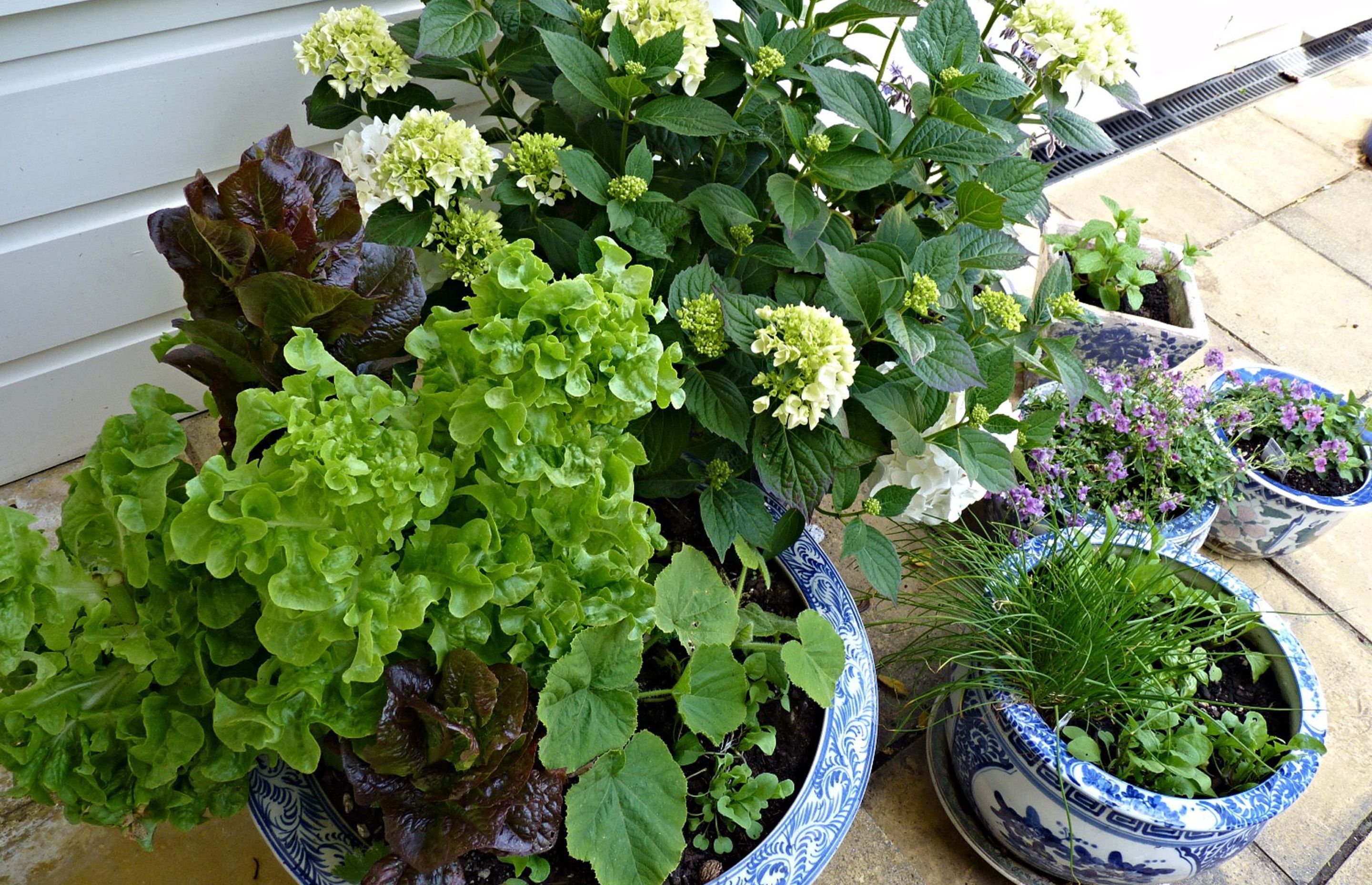Blue &amp; white pots for salad greens &amp; herbs