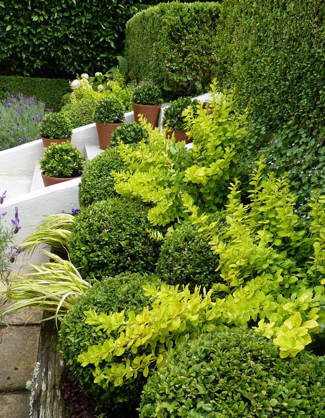 Mixed boxwood Buxus balls with chatreuse foliage