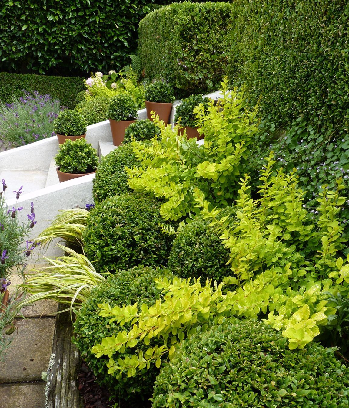Mixed boxwood Buxus balls with chatreuse foliage