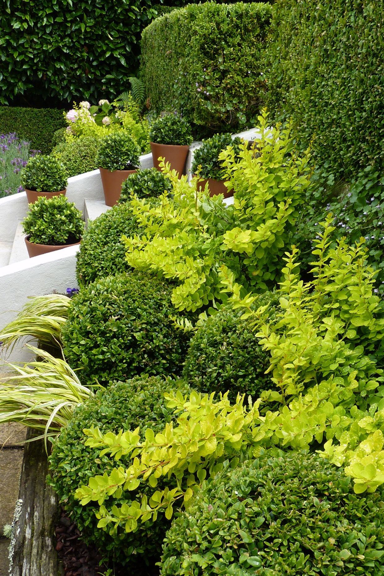 Mixed boxwood Buxus balls with chatreuse foliage