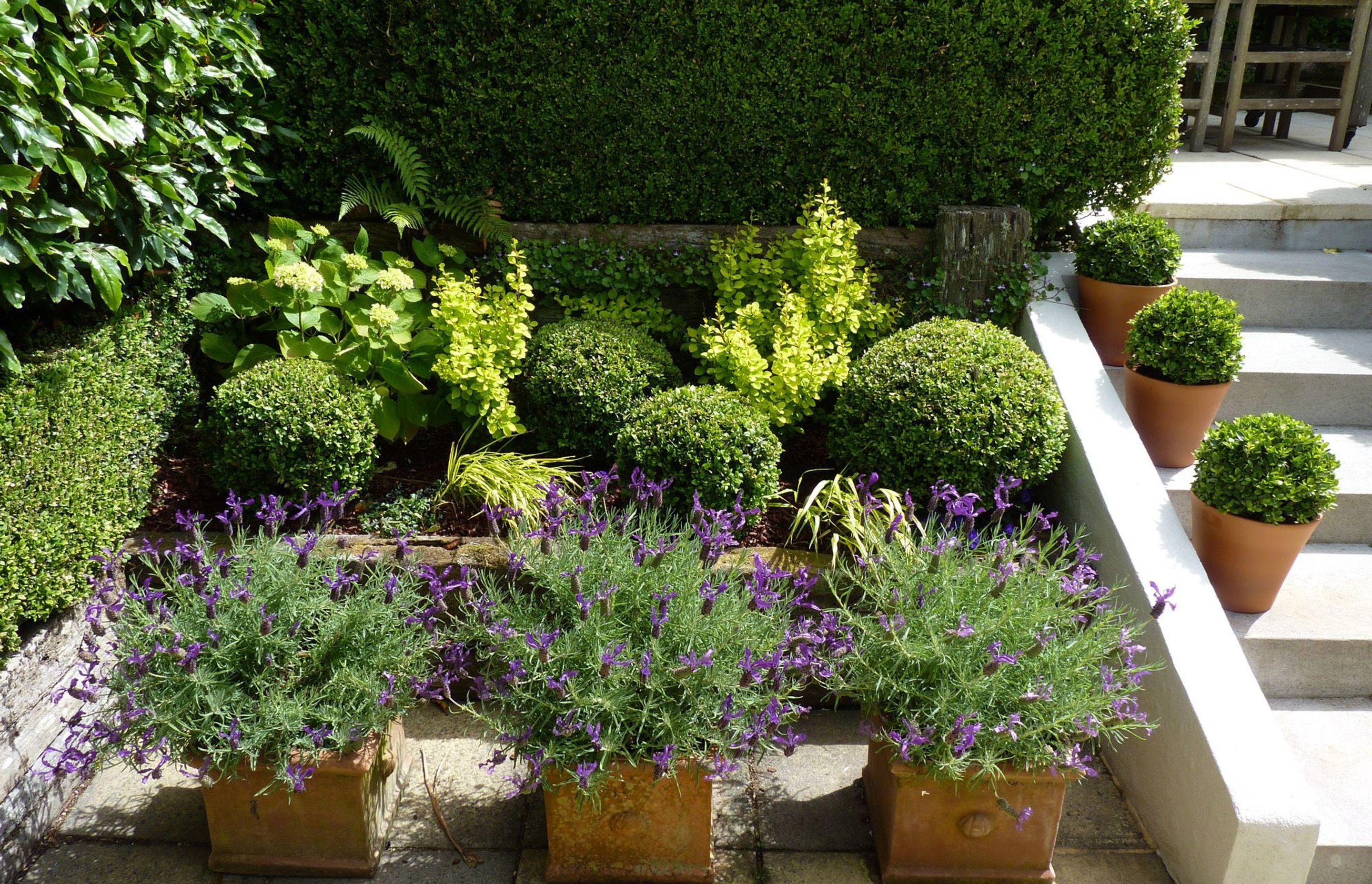 Lavender in square terracotta pots