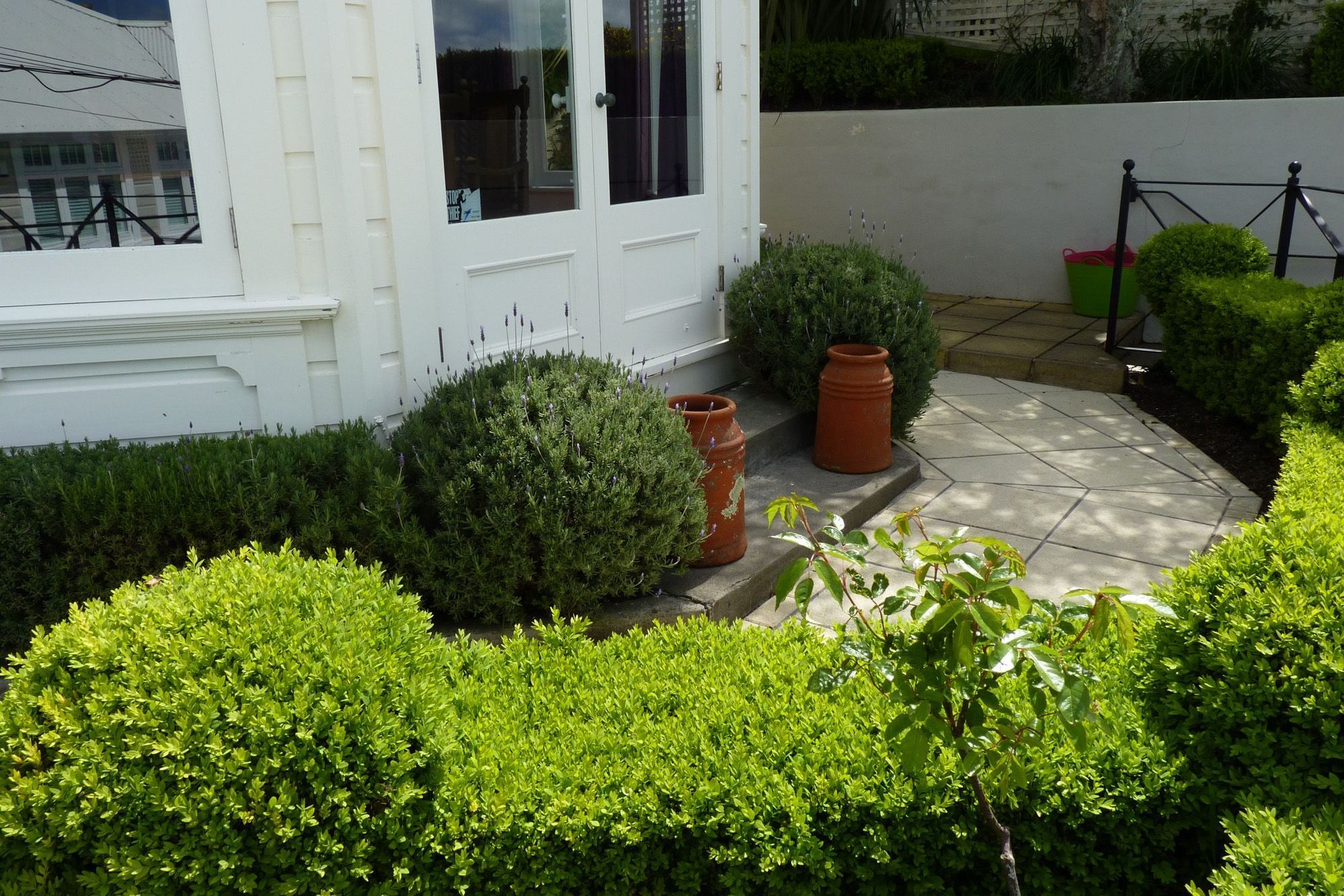 Lavender hedges & balls echoing the boxwood hedge & balls