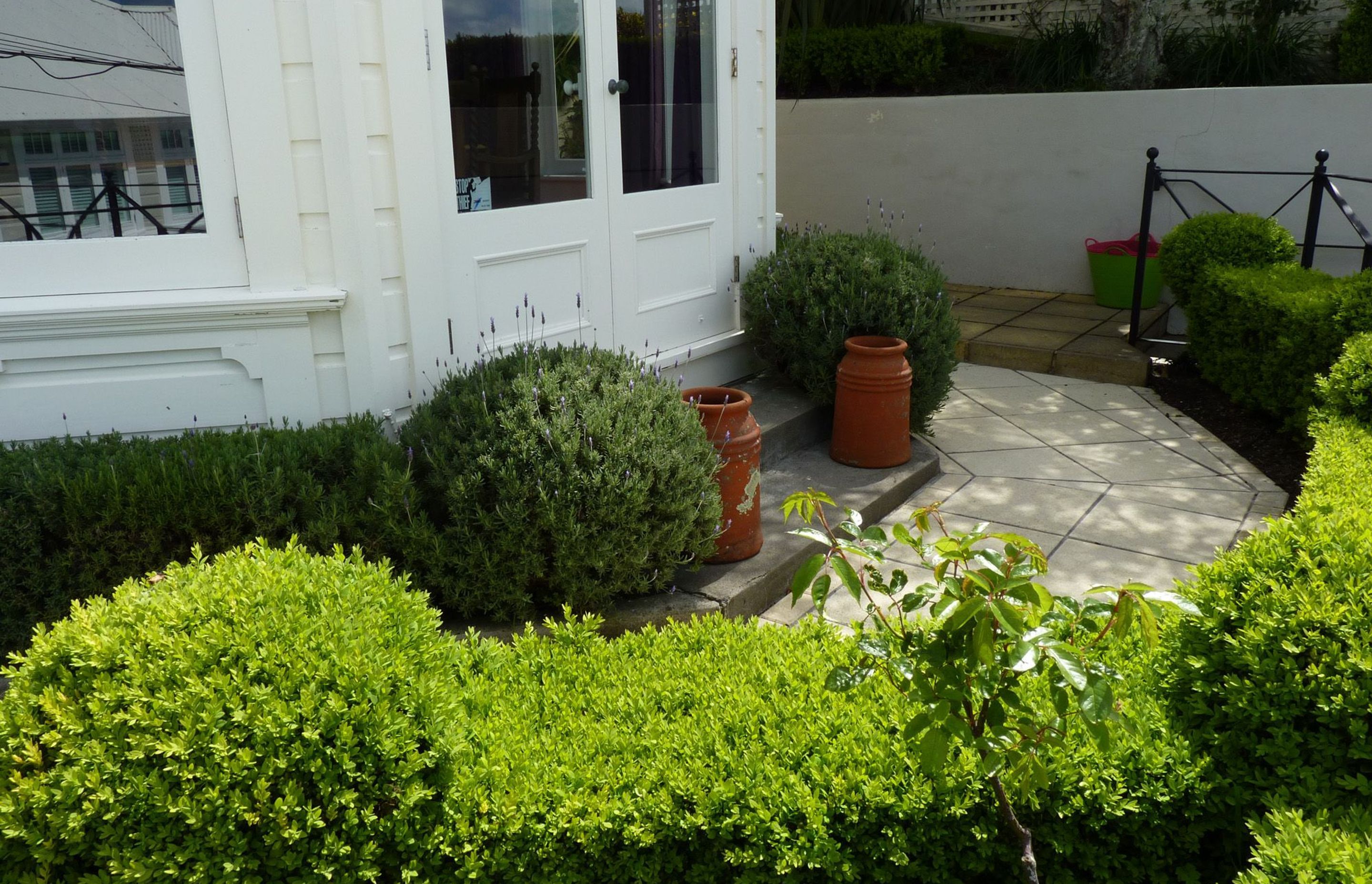Lavender hedges & balls echoing the boxwood hedge & balls