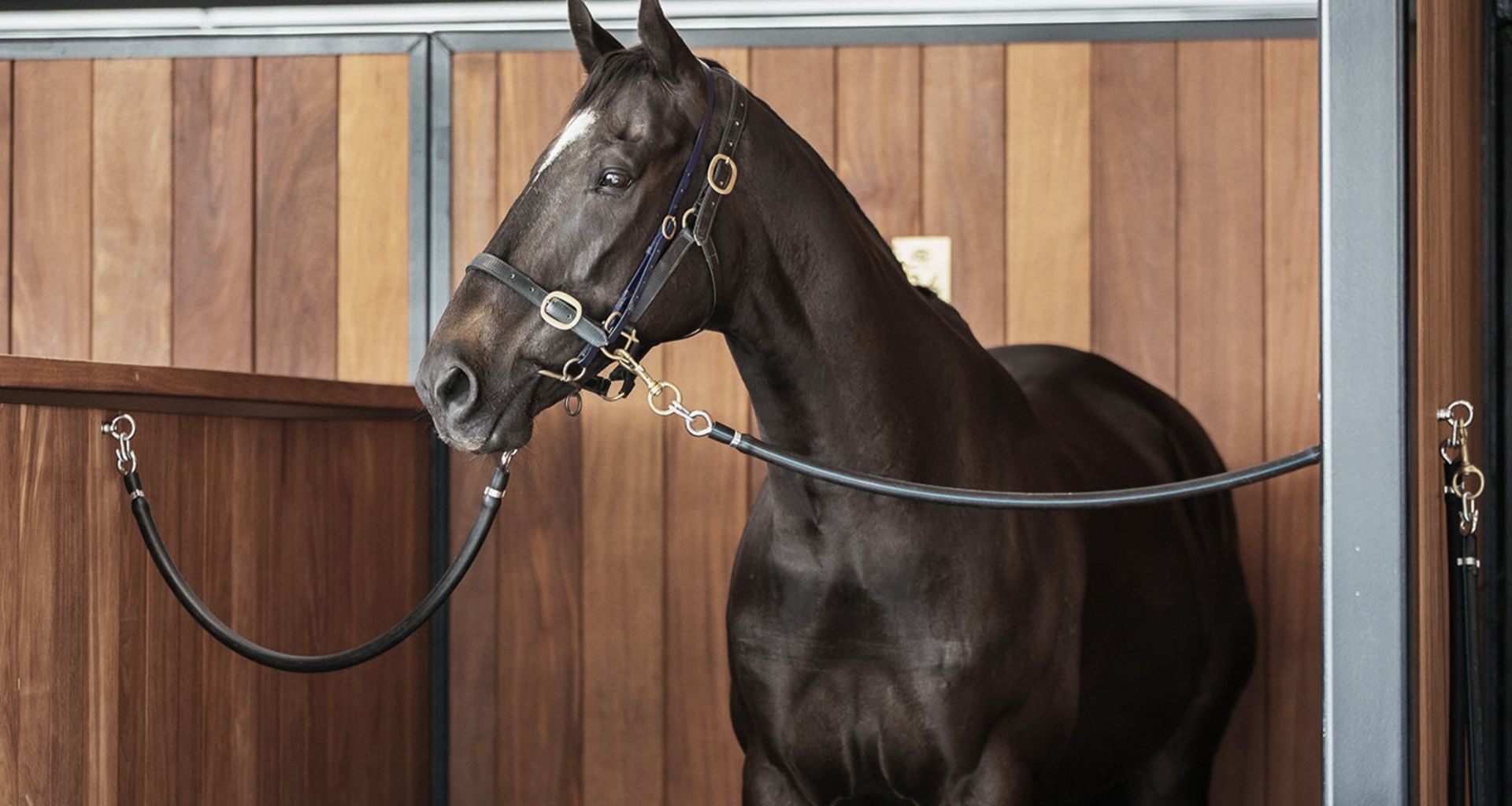 ELLERSLIE STABLES - Cumaru (Tonka) banner