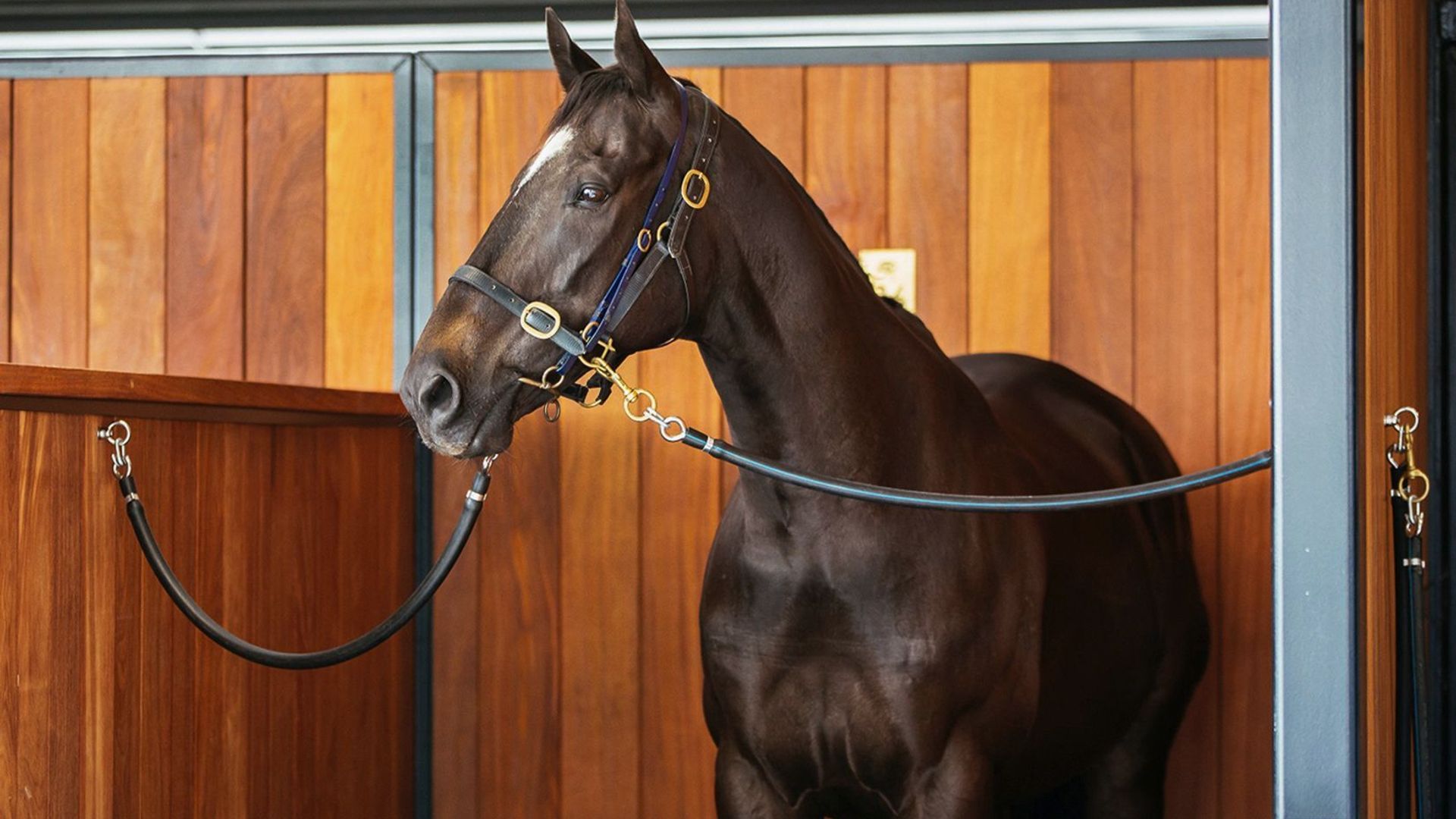 ELLERSLIE STABLES - Cumaru (Tonka) banner