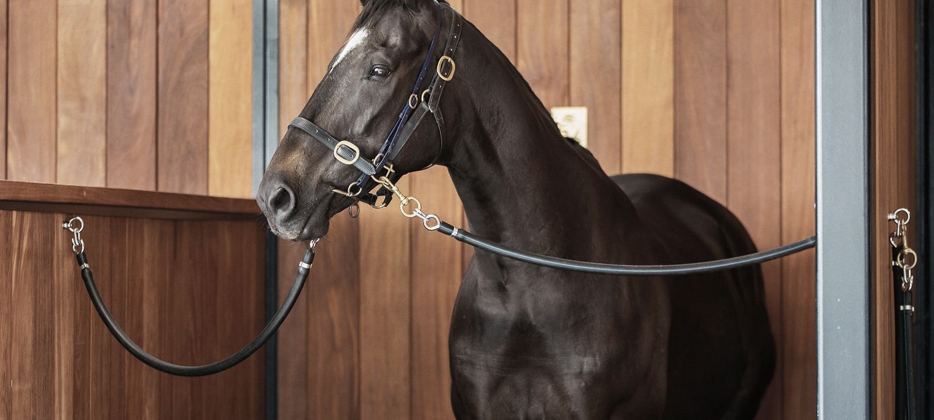ELLERSLIE STABLES - Cumaru (Tonka) banner