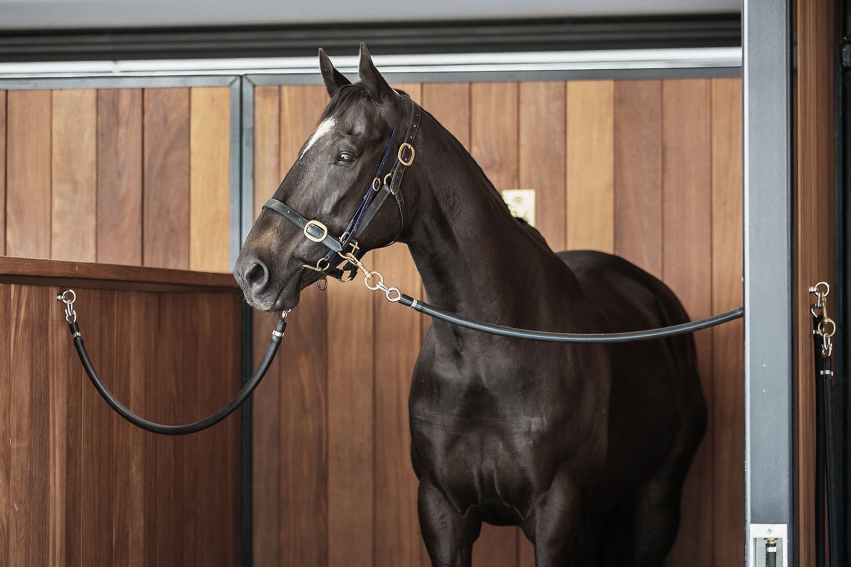 Images courtesy of Auckland Racing Club.
